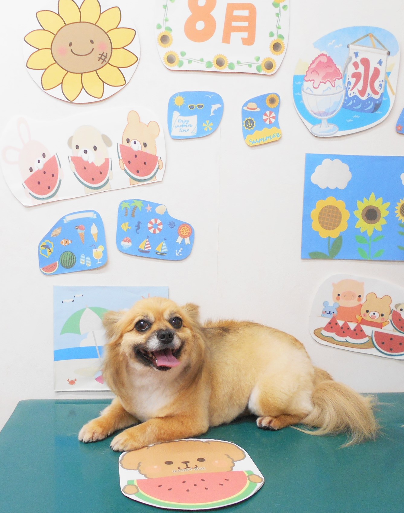 ミックス犬(その他)のトリミングカット シュシュどうぶつ病院の1枚目