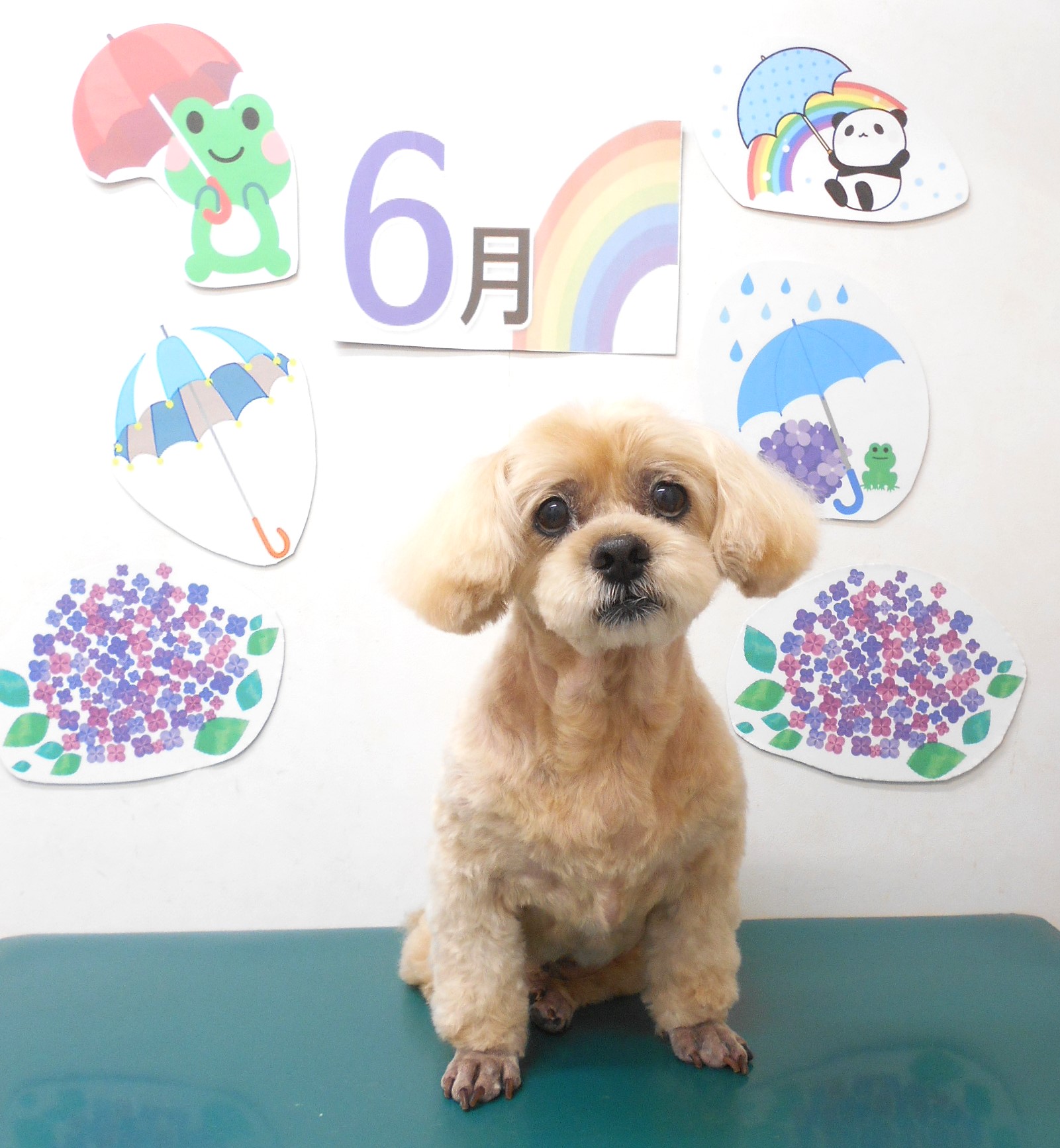 ミックス犬(その他)のトリミングカット シュシュどうぶつ病院の1枚目