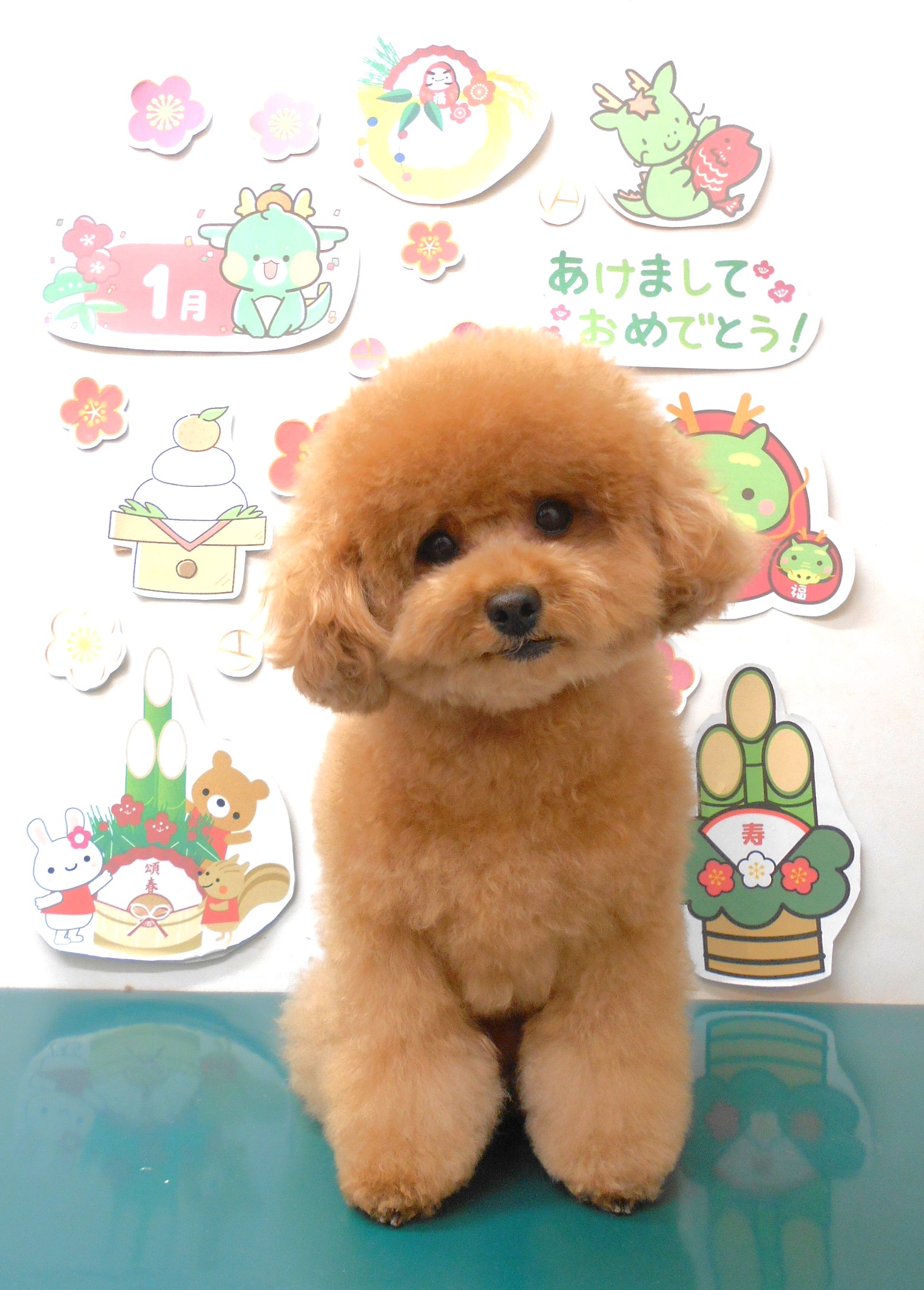 トリミングサロン シュシュどうぶつ病院のトリミングカット-8541の1枚目