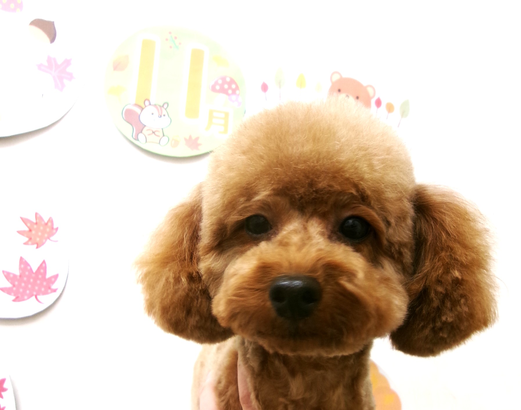 トリミングサロン シュシュどうぶつ病院のトリミングカット-10578の1枚目