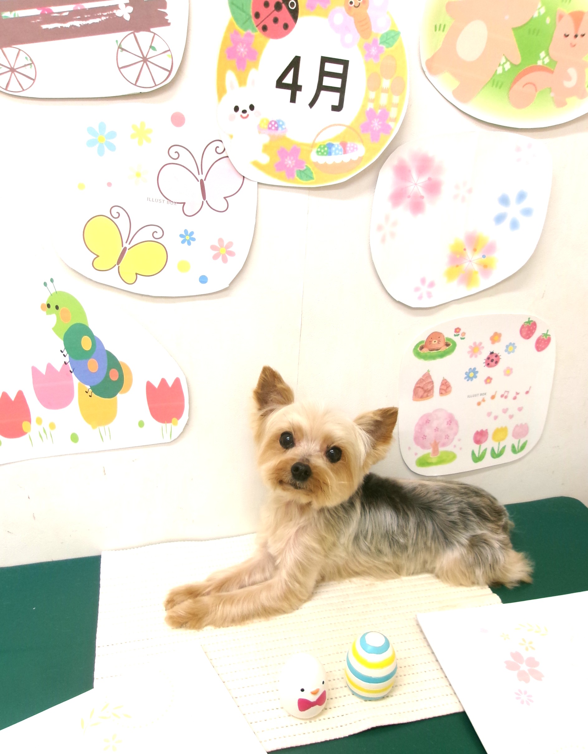 トリミングサロン シュシュどうぶつ病院のトリミングカット-9924の1枚目