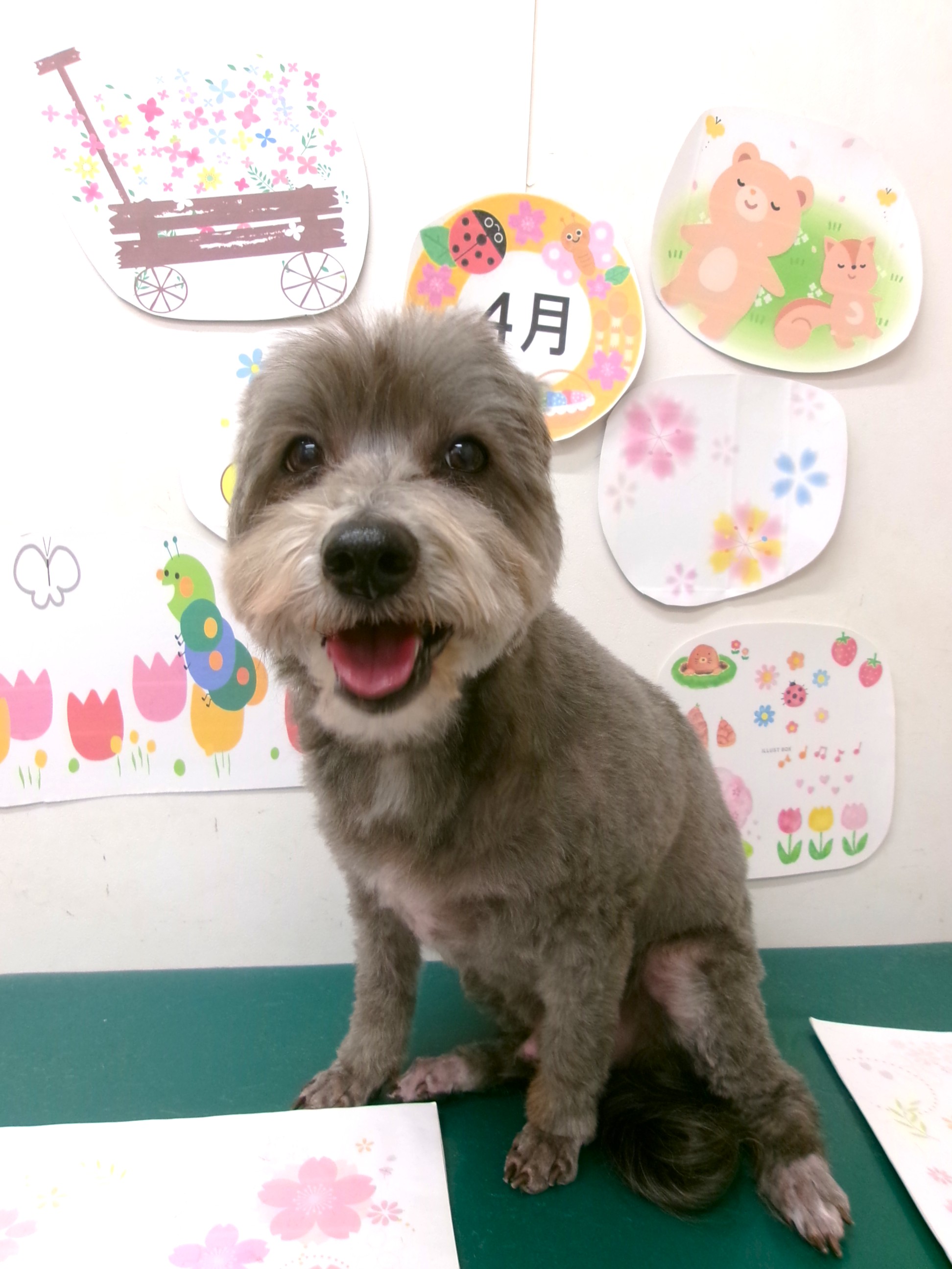 トリミングサロン シュシュどうぶつ病院のトリミングカット-9939の1枚目