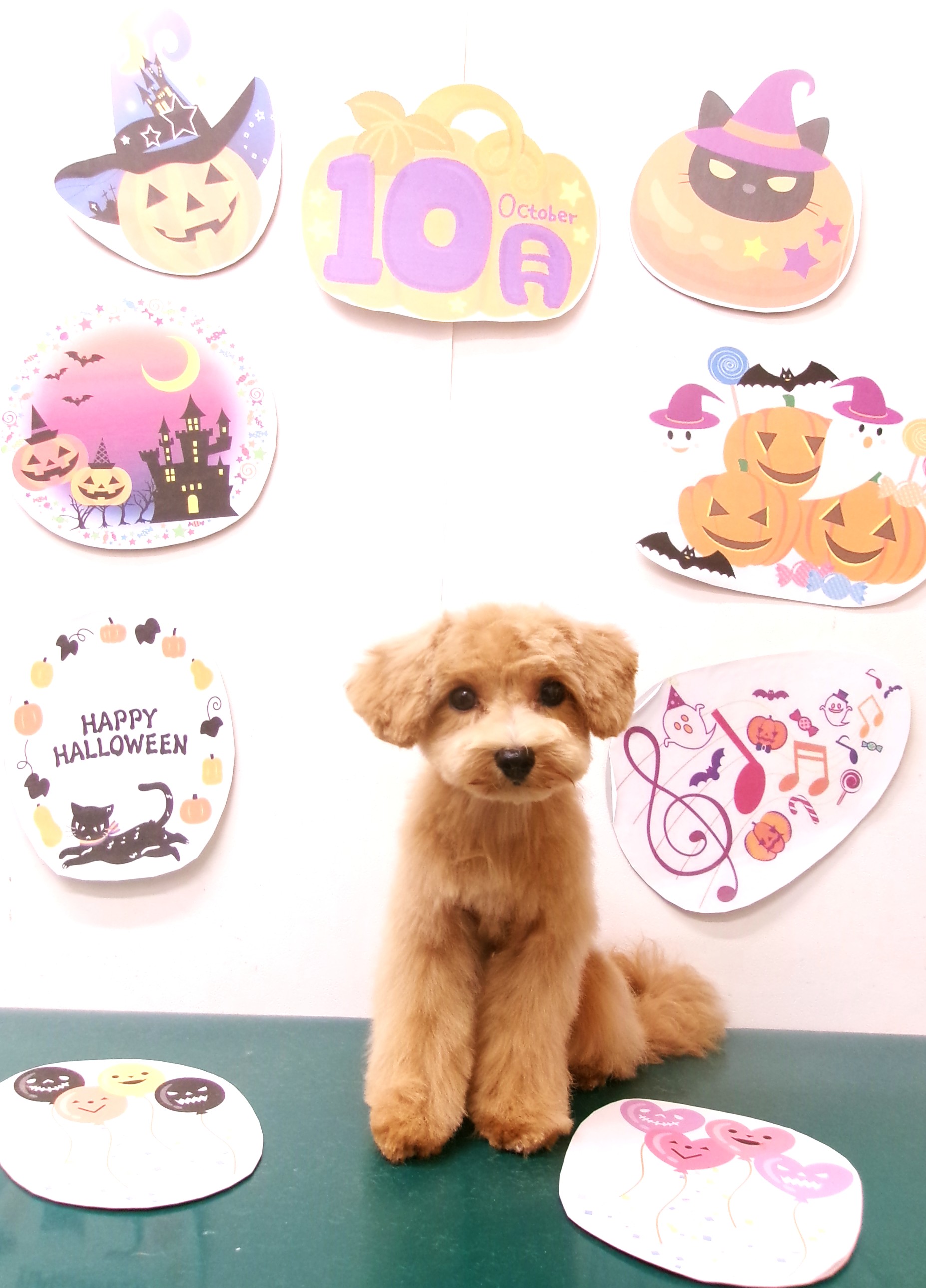 トリミングサロン シュシュどうぶつ病院のトリミングカット-10441の1枚目