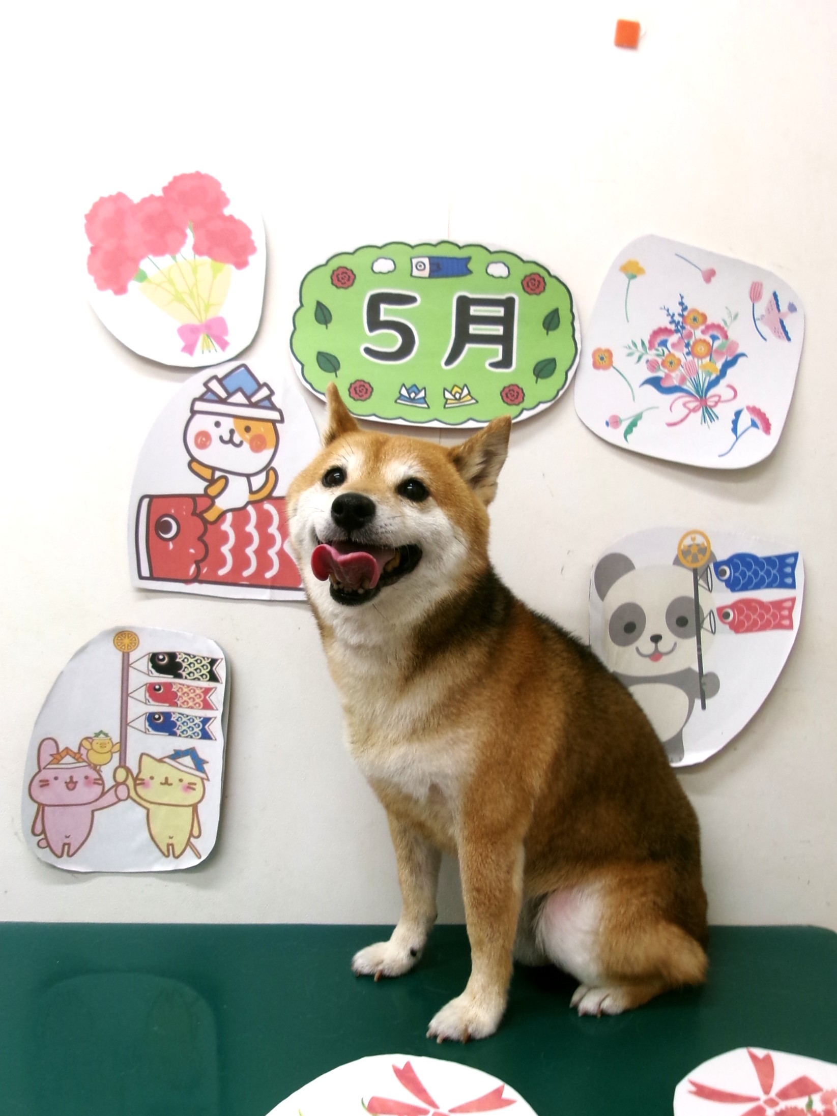 柴犬のトリミングカット シュシュどうぶつ病院の1枚目