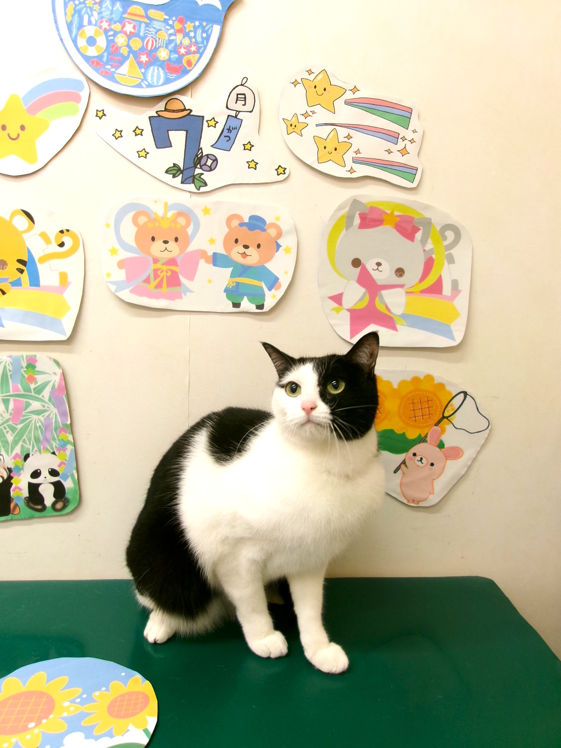トリミングサロン シュシュどうぶつ病院のトリミングカット-10178の1枚目