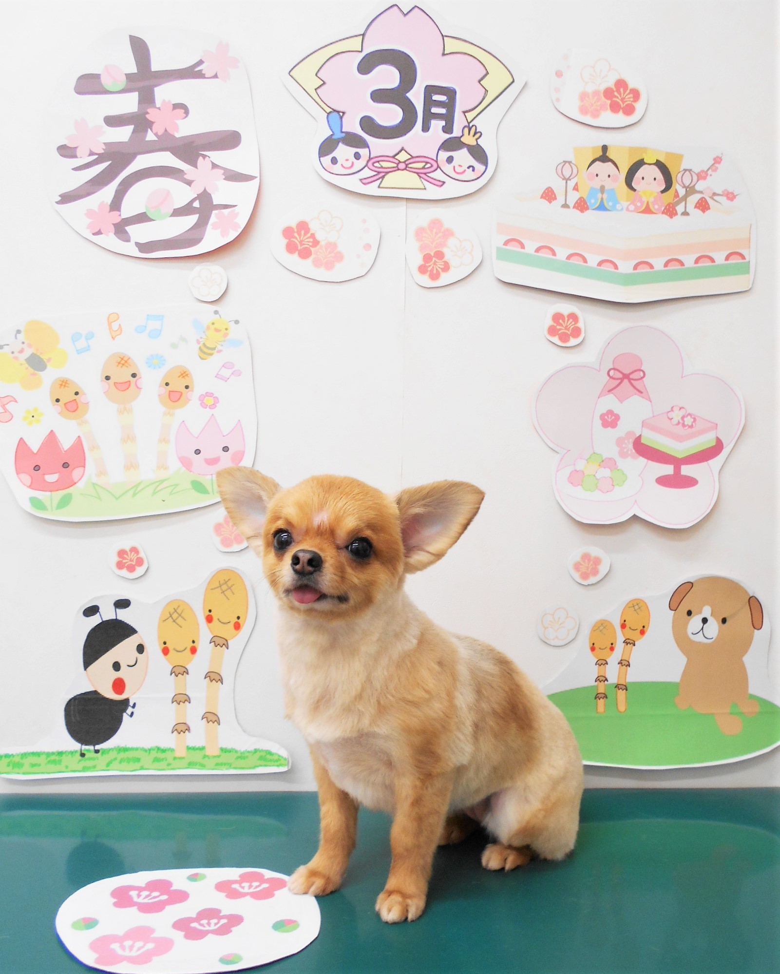 チワワのトリミングカット シュシュどうぶつ病院の1枚目