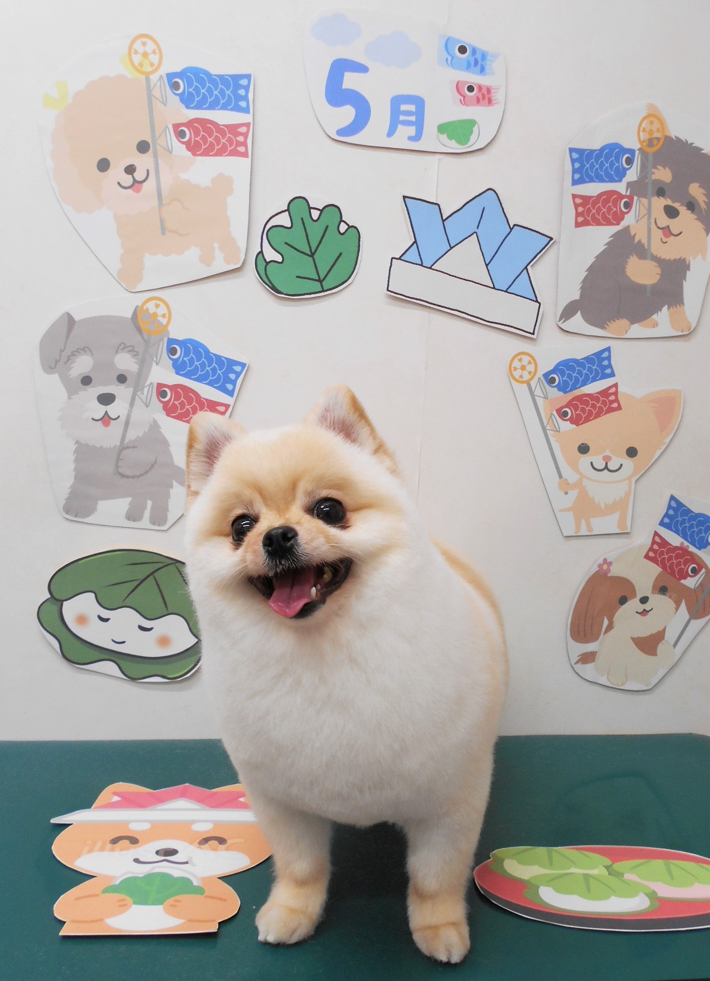 ミックス犬(その他)のトリミングカット シュシュどうぶつ病院の1枚目