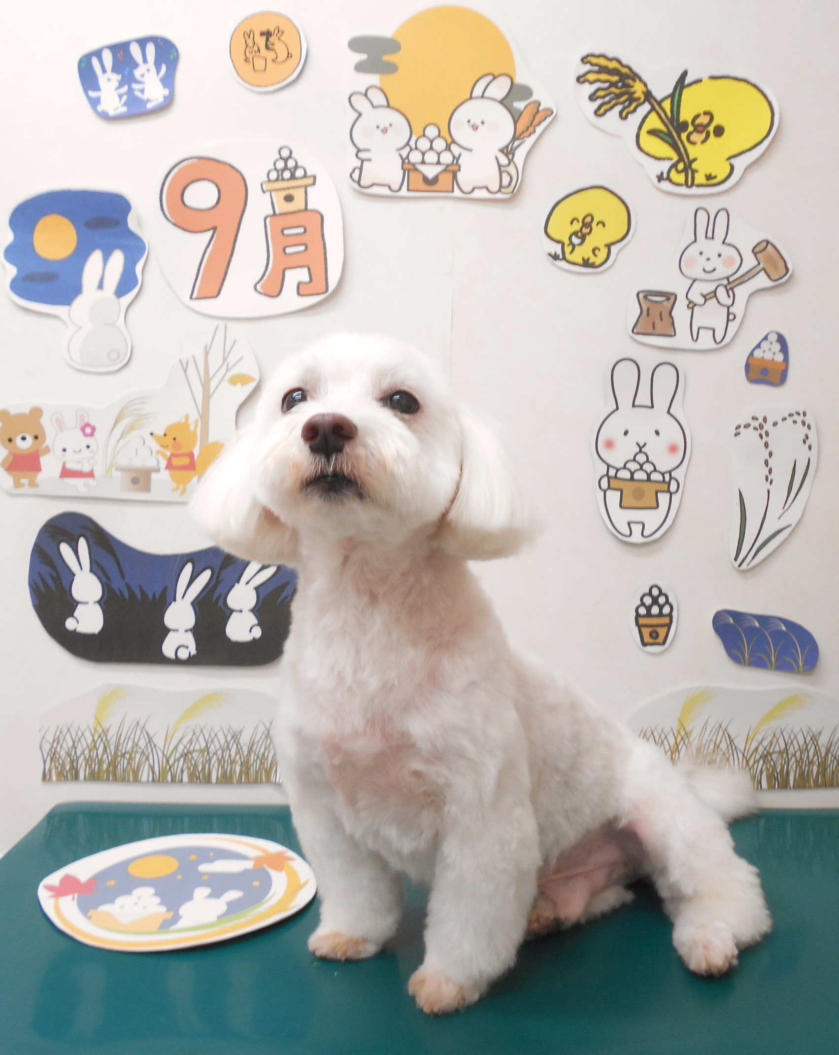 ミックス犬(その他)のトリミングカット シュシュどうぶつ病院の1枚目