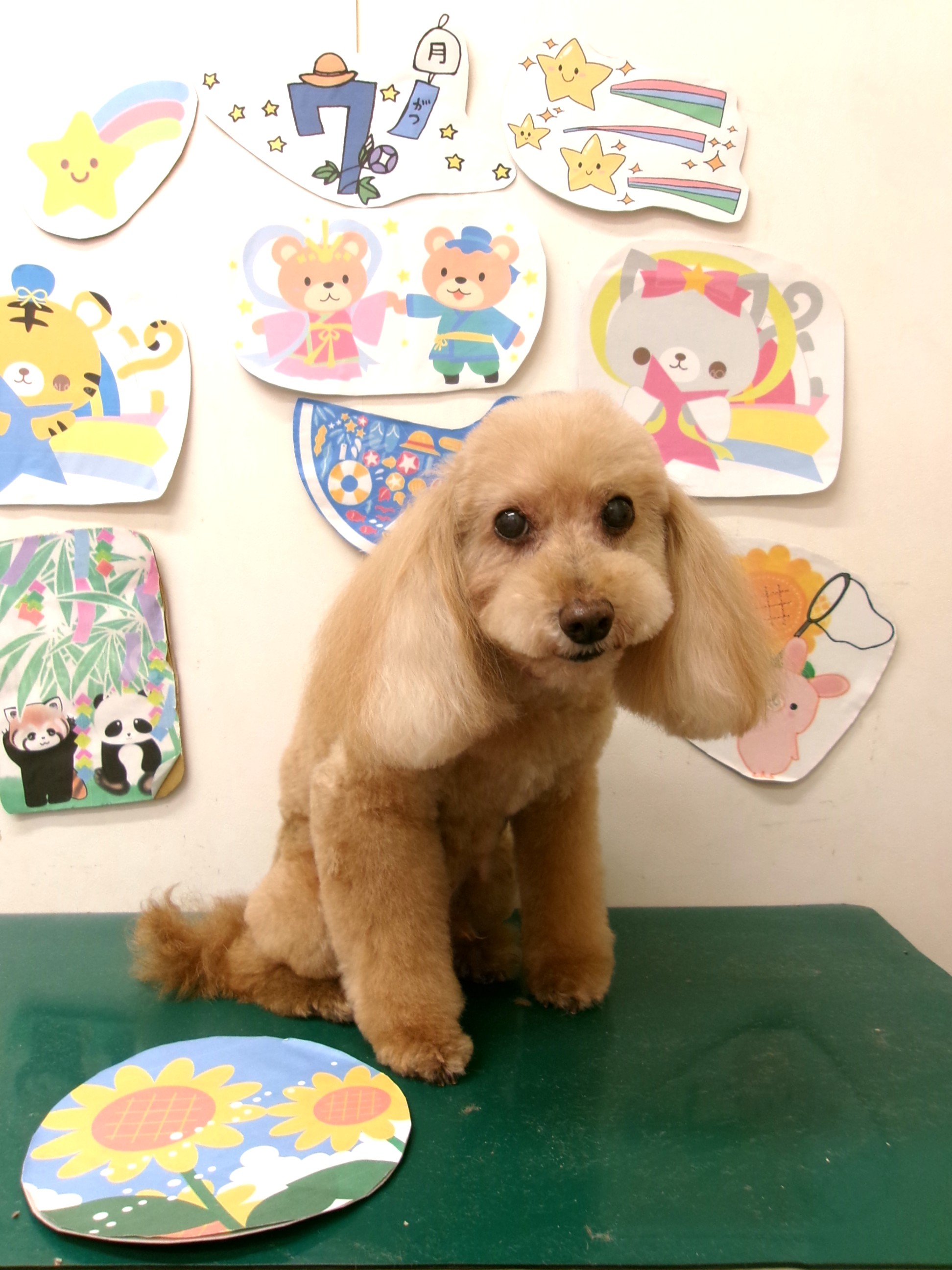 トイプードルのトリミングカット シュシュどうぶつ病院の1枚目