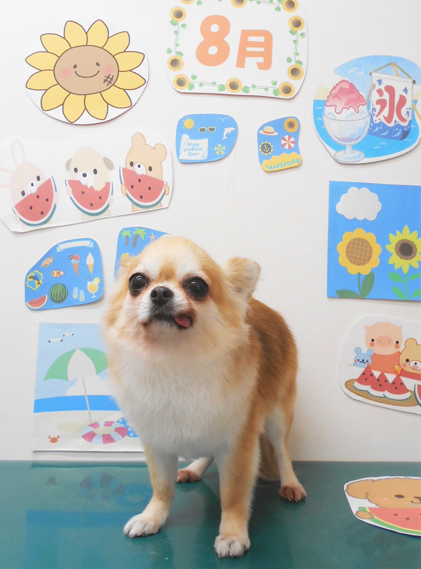 チワワのトリミングカット シュシュどうぶつ病院の1枚目