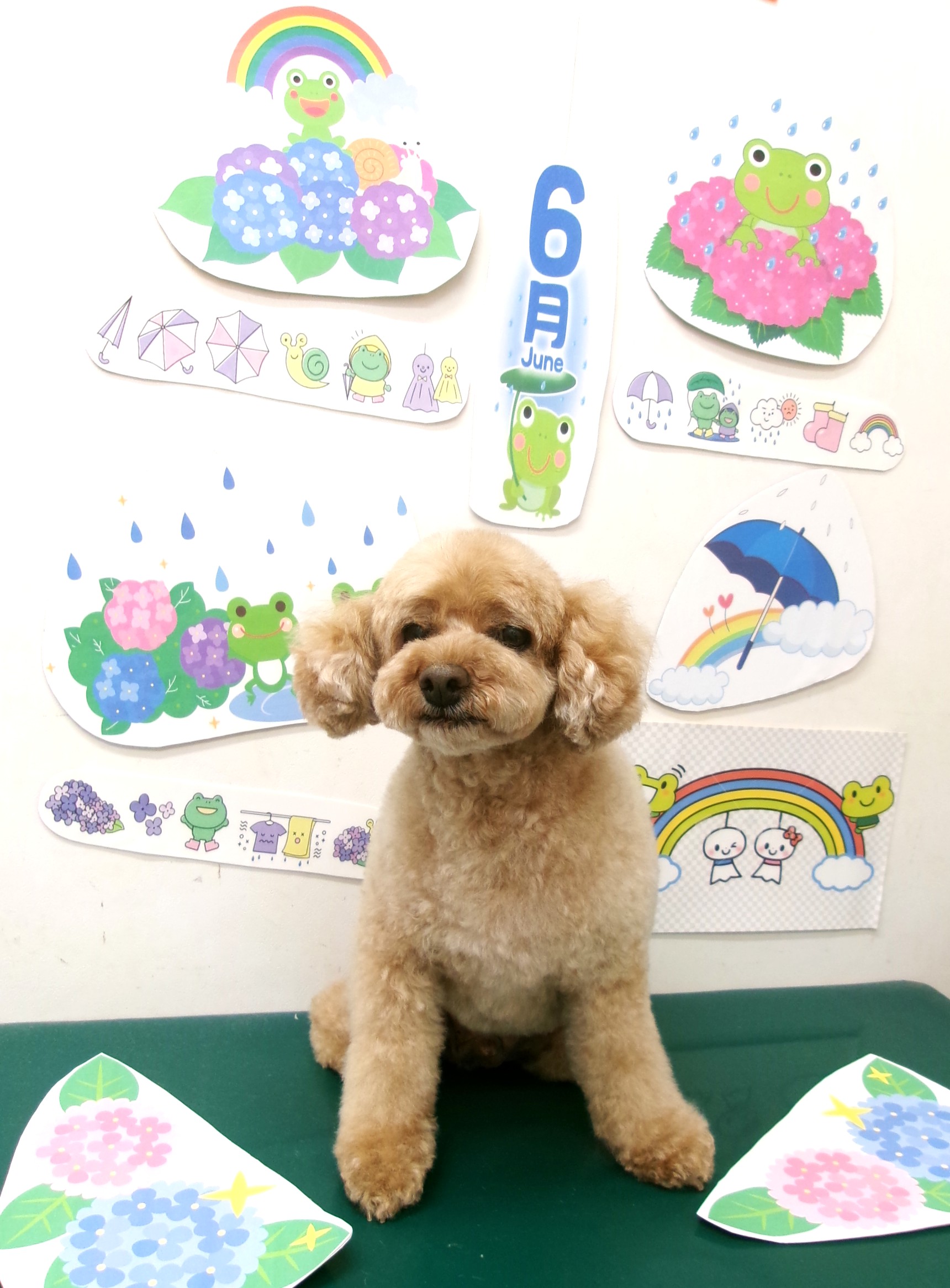トリミングサロン シュシュどうぶつ病院のトリミングカット-10103の1枚目