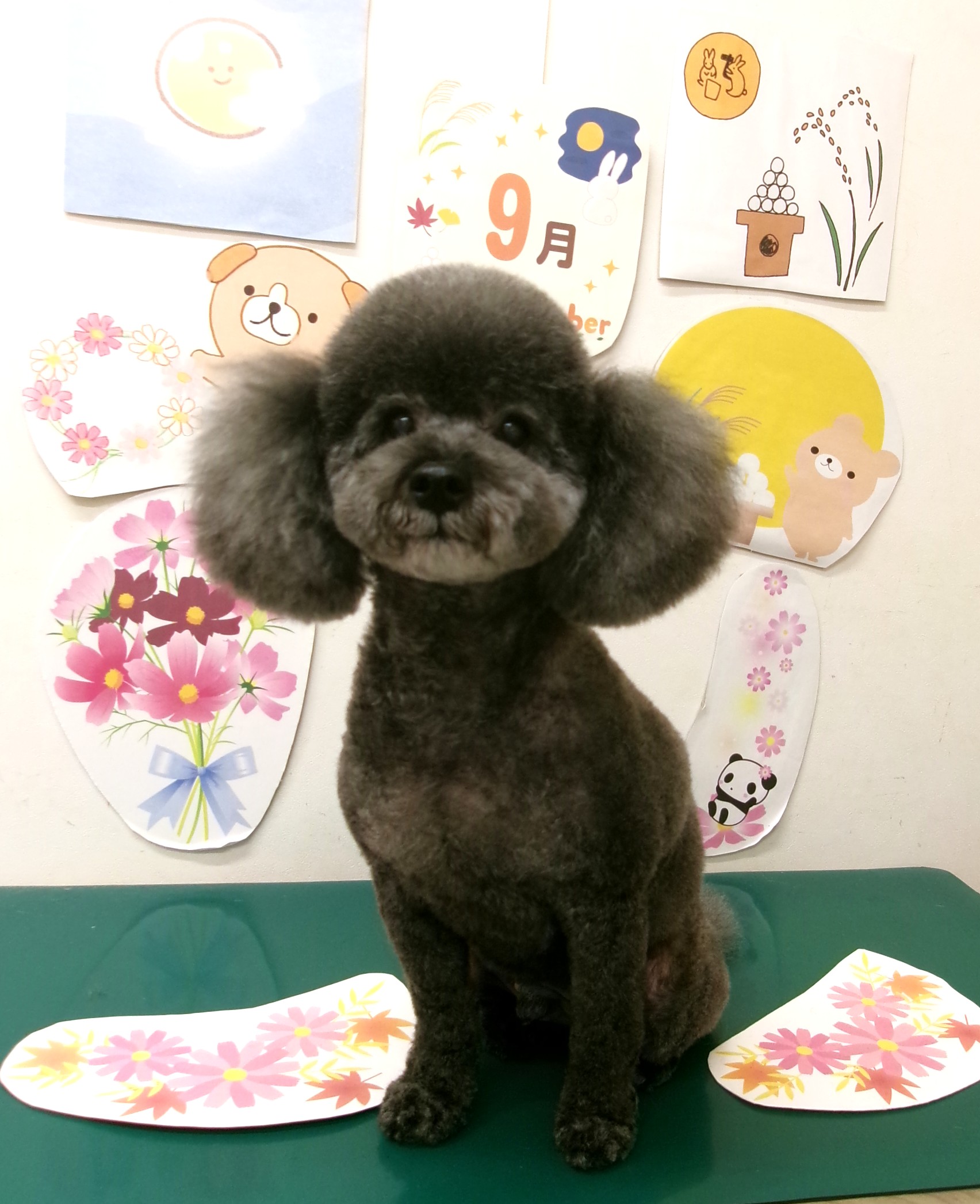 トリミングサロン シュシュどうぶつ病院のトリミングカット-10412の1枚目