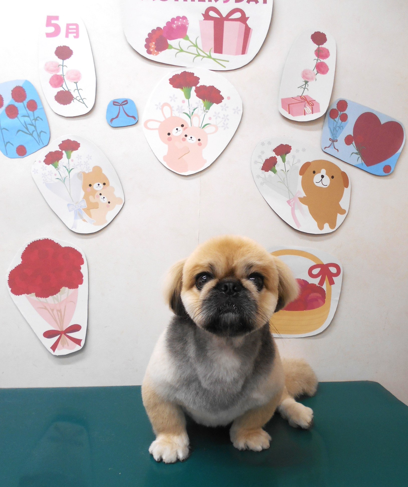 ミックス犬(その他)のトリミングカット シュシュどうぶつ病院の1枚目
