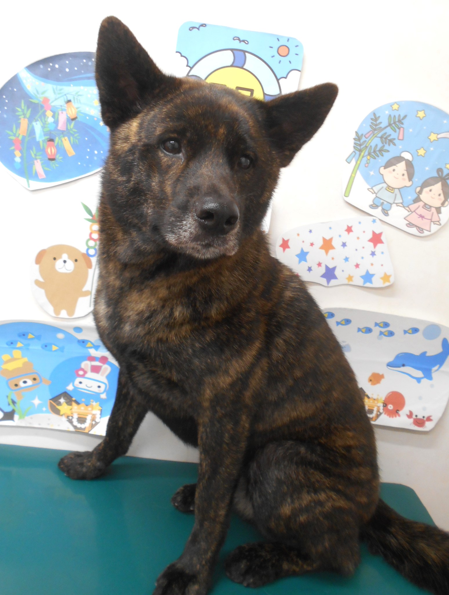 甲斐犬のトリミングカット シュシュどうぶつ病院の1枚目