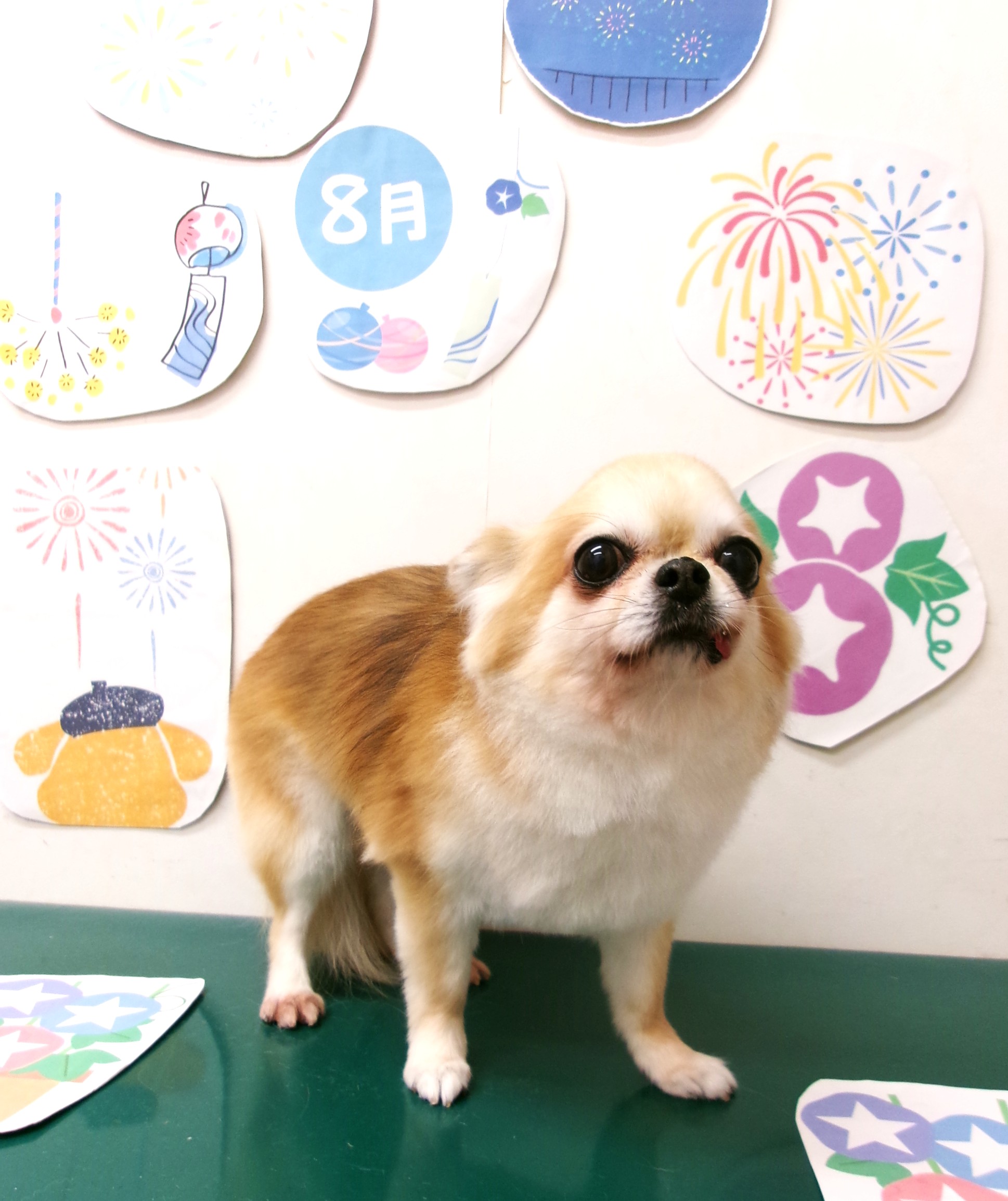 トリミングサロン シュシュどうぶつ病院のトリミングカット-10330の1枚目