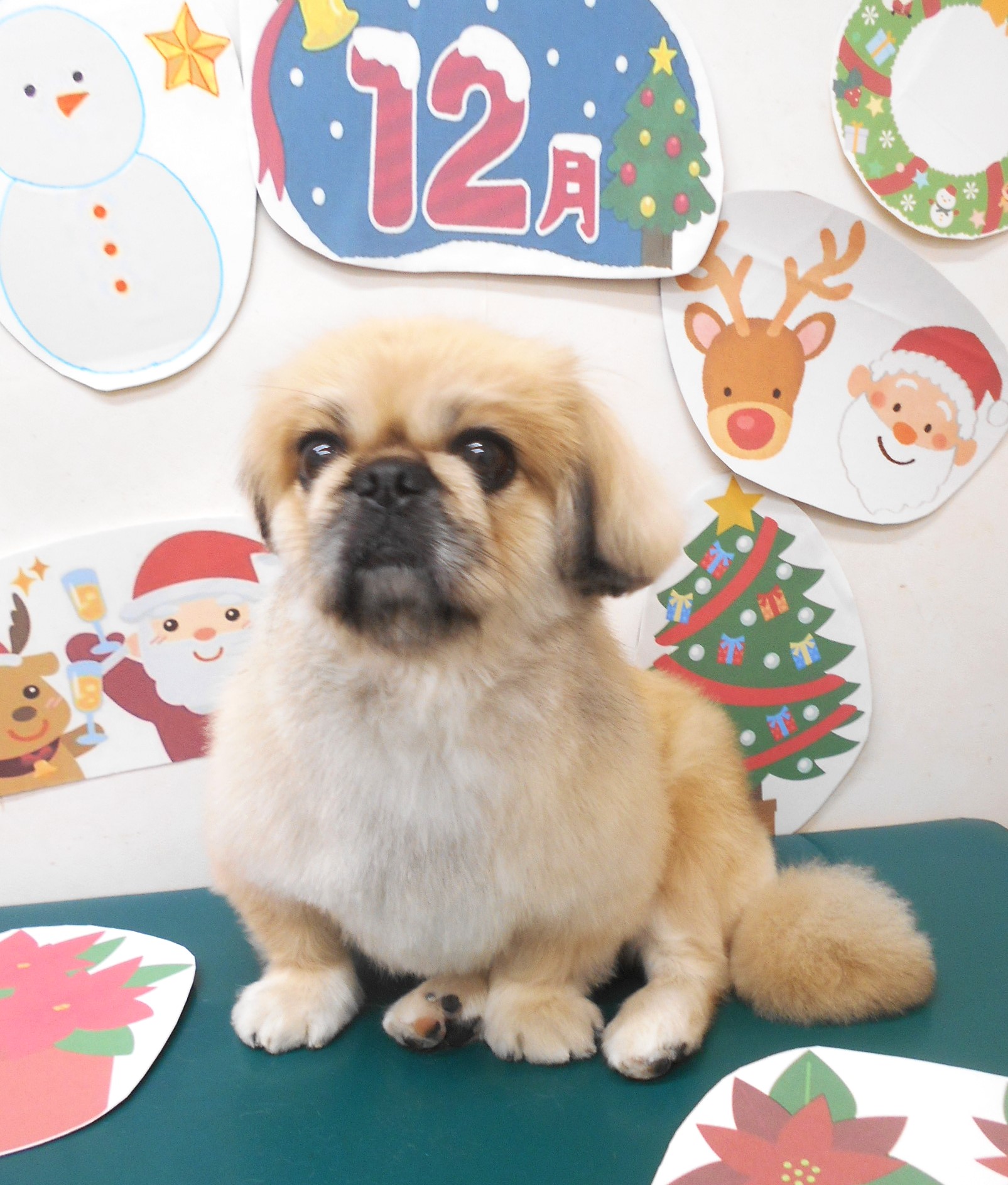 ミックス犬(その他)のトリミングカット シュシュどうぶつ病院の1枚目