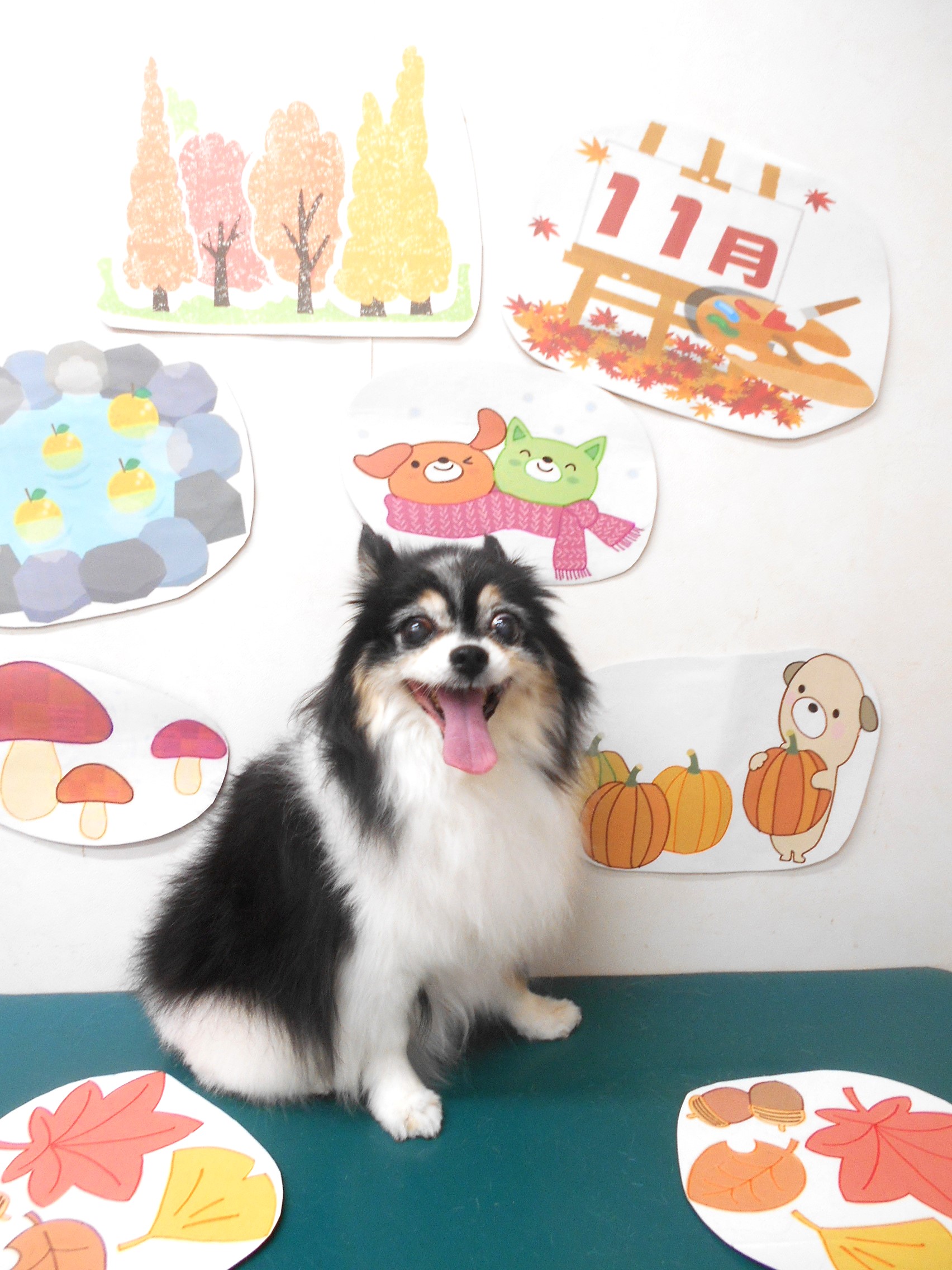 チワワのトリミングカット シュシュどうぶつ病院の1枚目