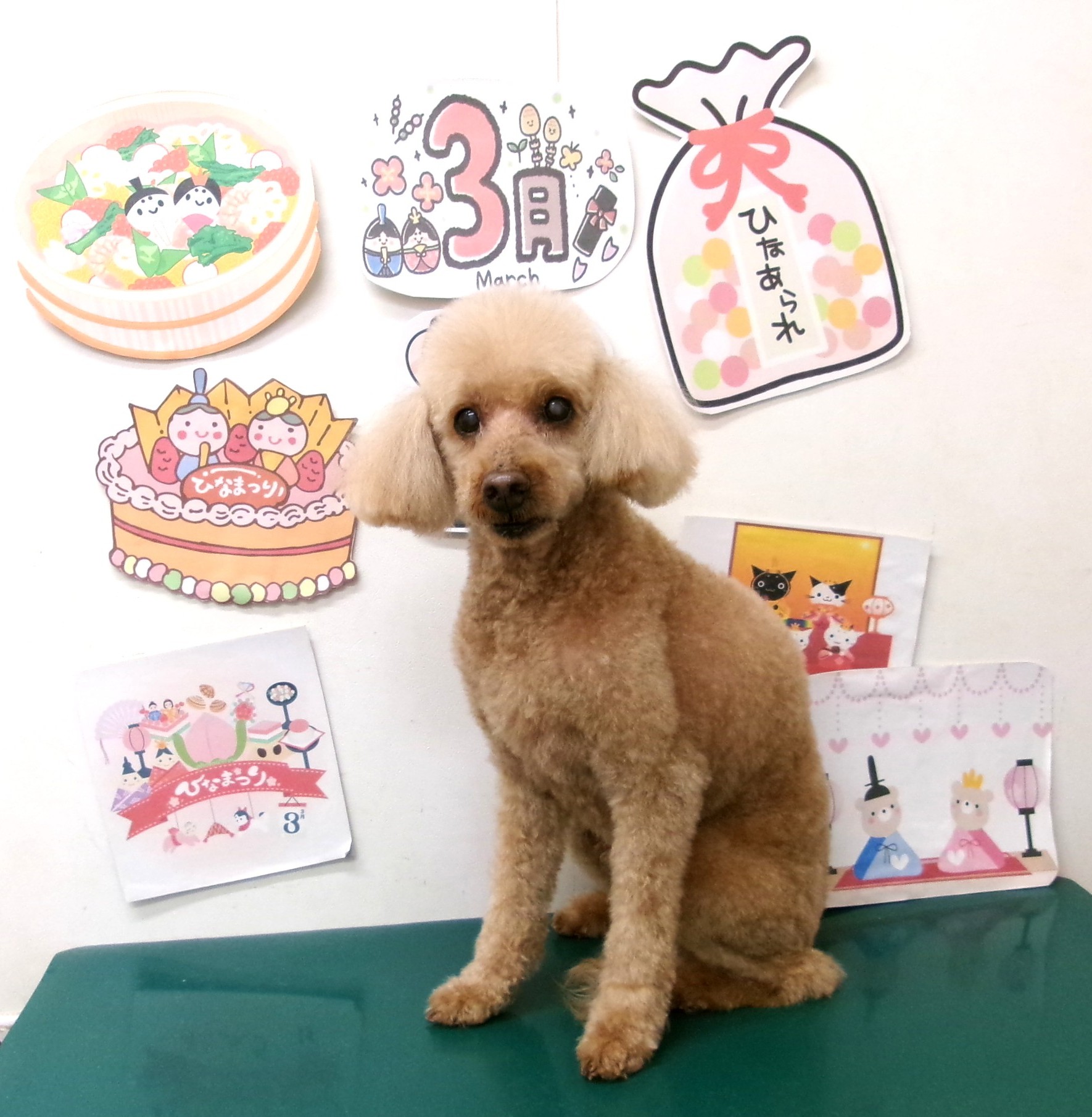 トリミングサロン シュシュどうぶつ病院のトリミングカット-9846の1枚目