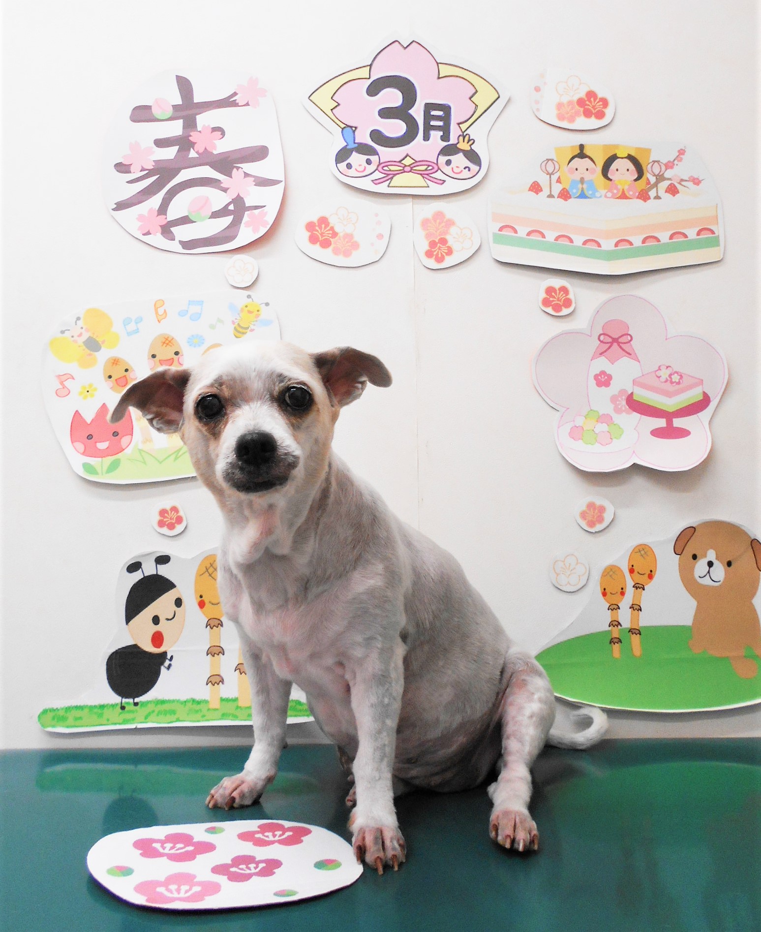 ミックス犬(その他)のトリミングカット シュシュどうぶつ病院の1枚目