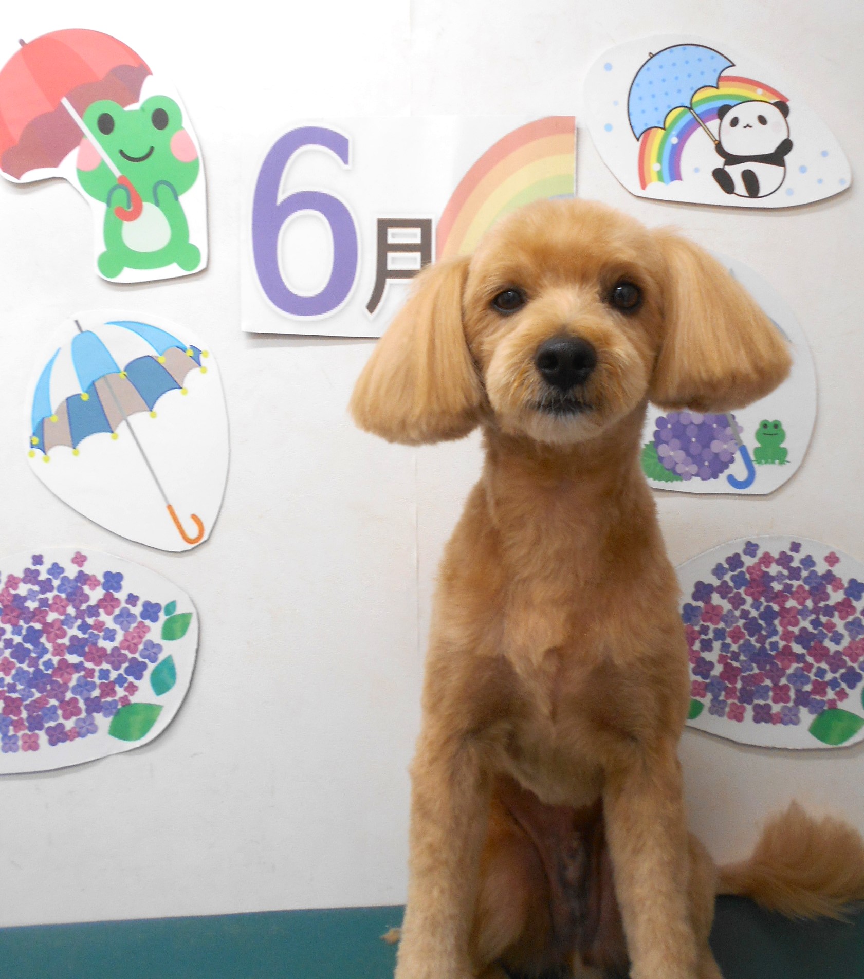 ミックス犬(その他)のトリミングカット シュシュどうぶつ病院の1枚目