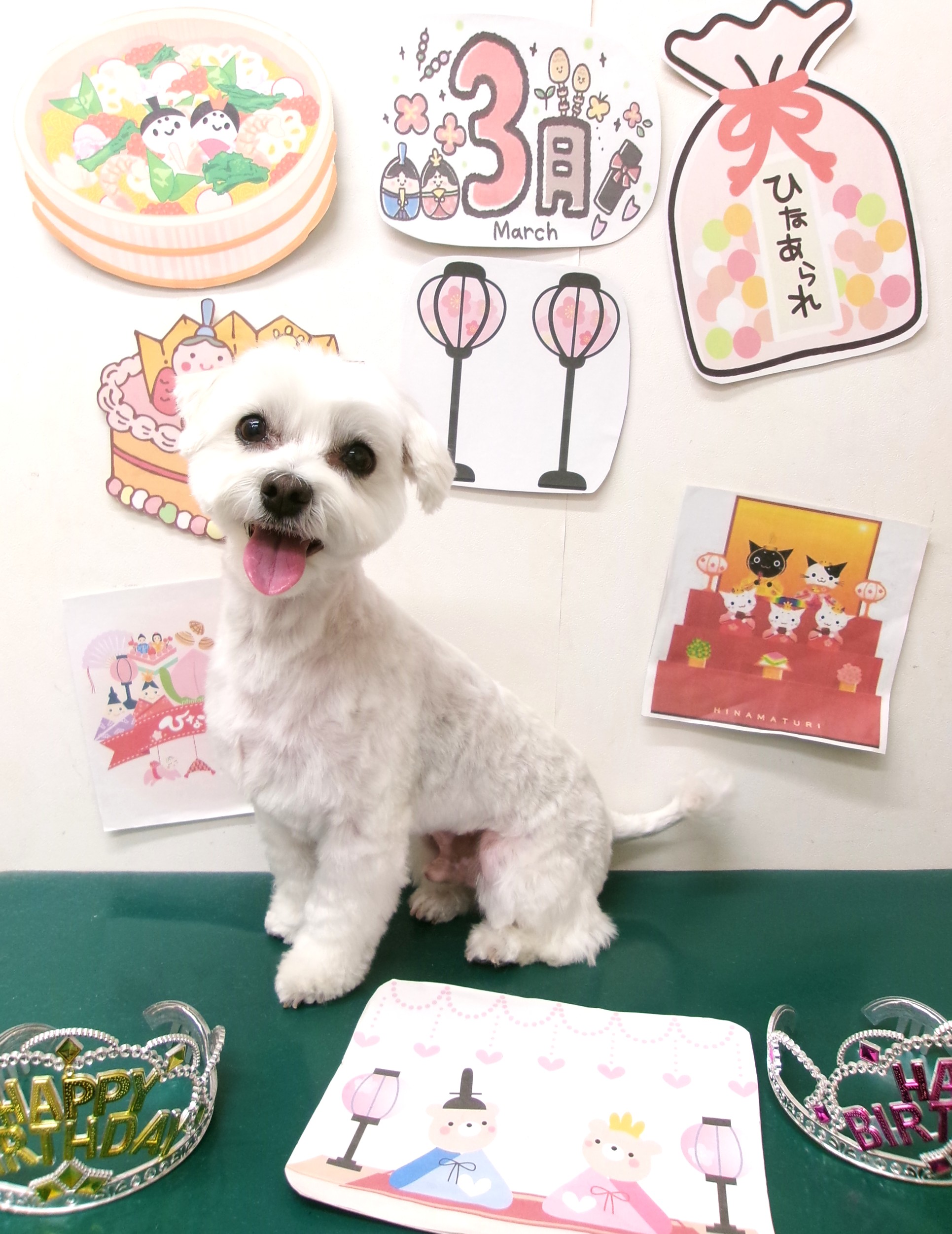 トリミングサロン シュシュどうぶつ病院のトリミングカット-9897の1枚目