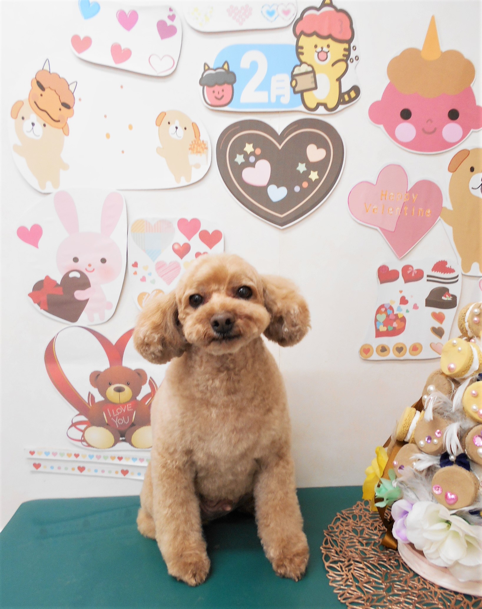 トイプードルのトリミングカット シュシュどうぶつ病院の1枚目