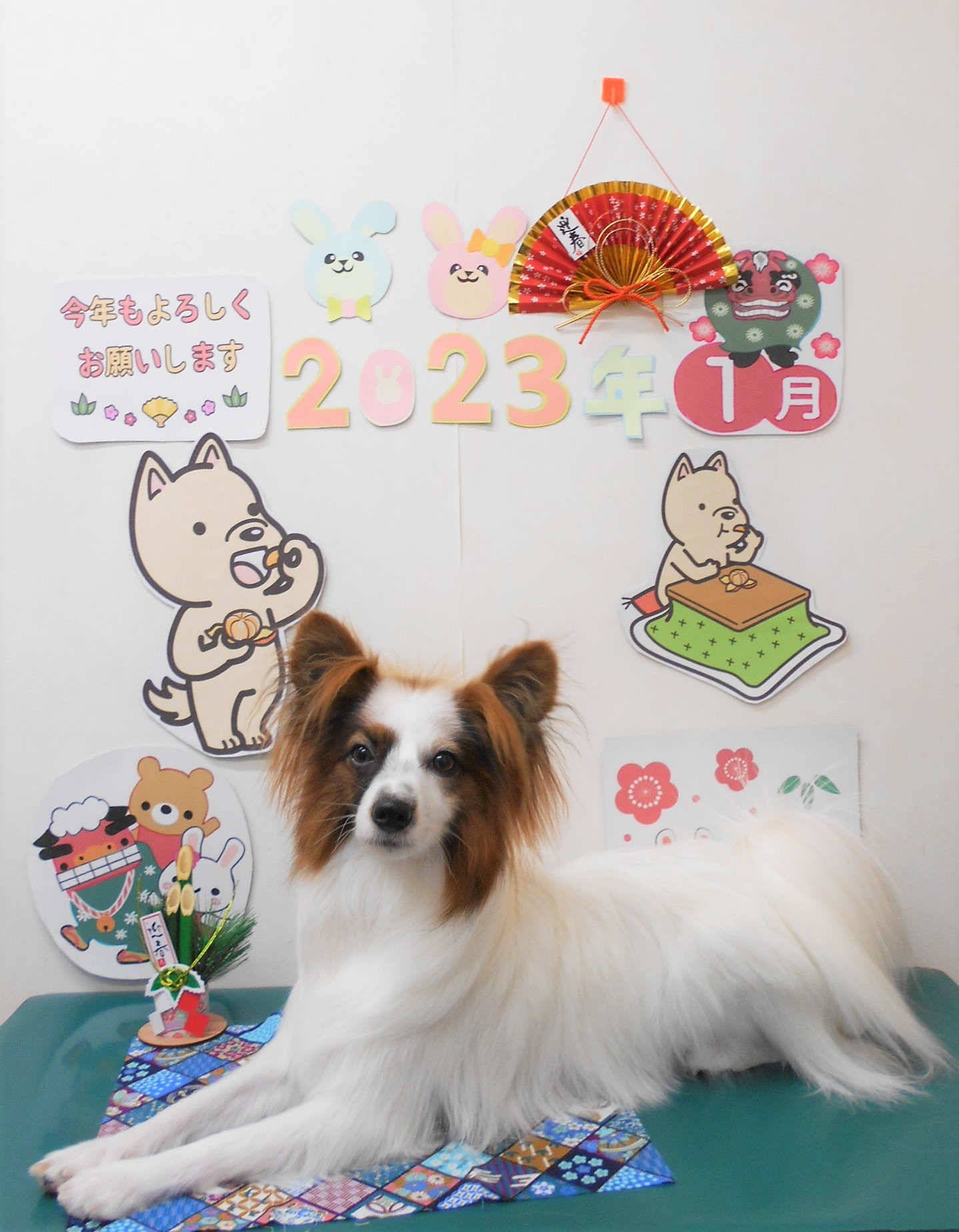 ミックス犬(その他)のトリミングカット シュシュどうぶつ病院の1枚目