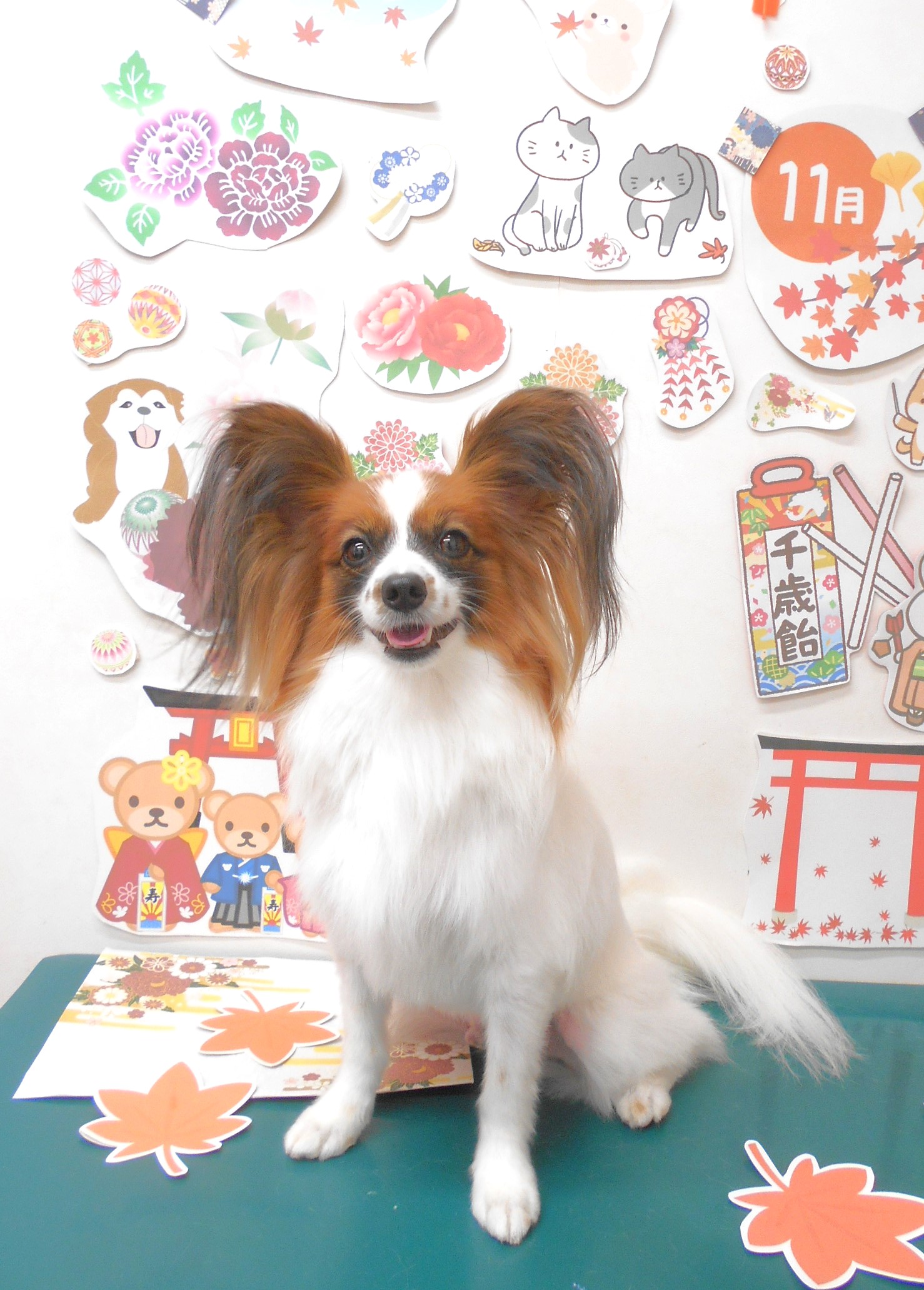 パピヨンのトリミングカット シュシュどうぶつ病院の1枚目