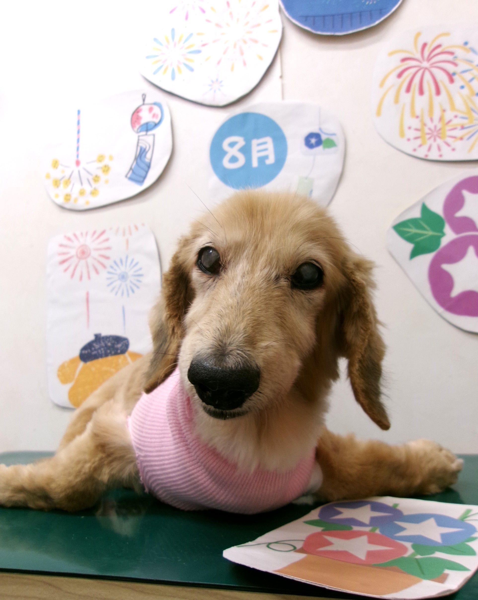 トリミングサロン シュシュどうぶつ病院のトリミングカット-10315の1枚目