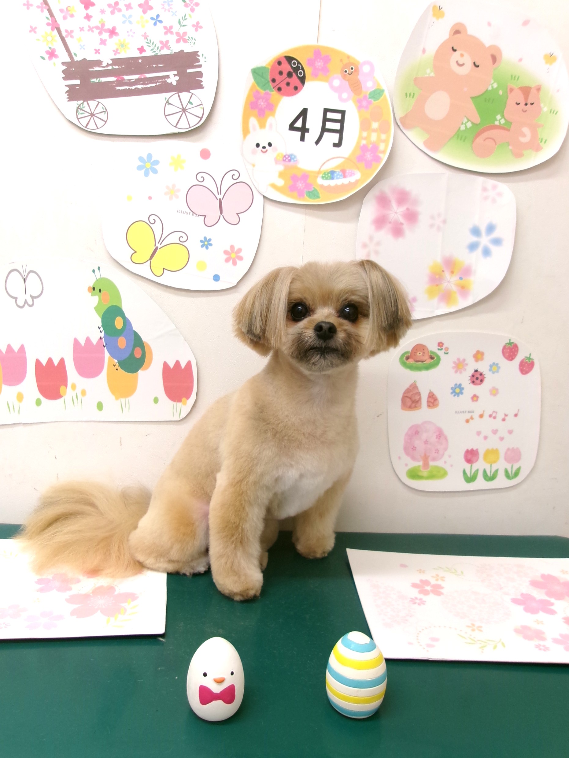 トリミングサロン シュシュどうぶつ病院のトリミングカット-9914の1枚目