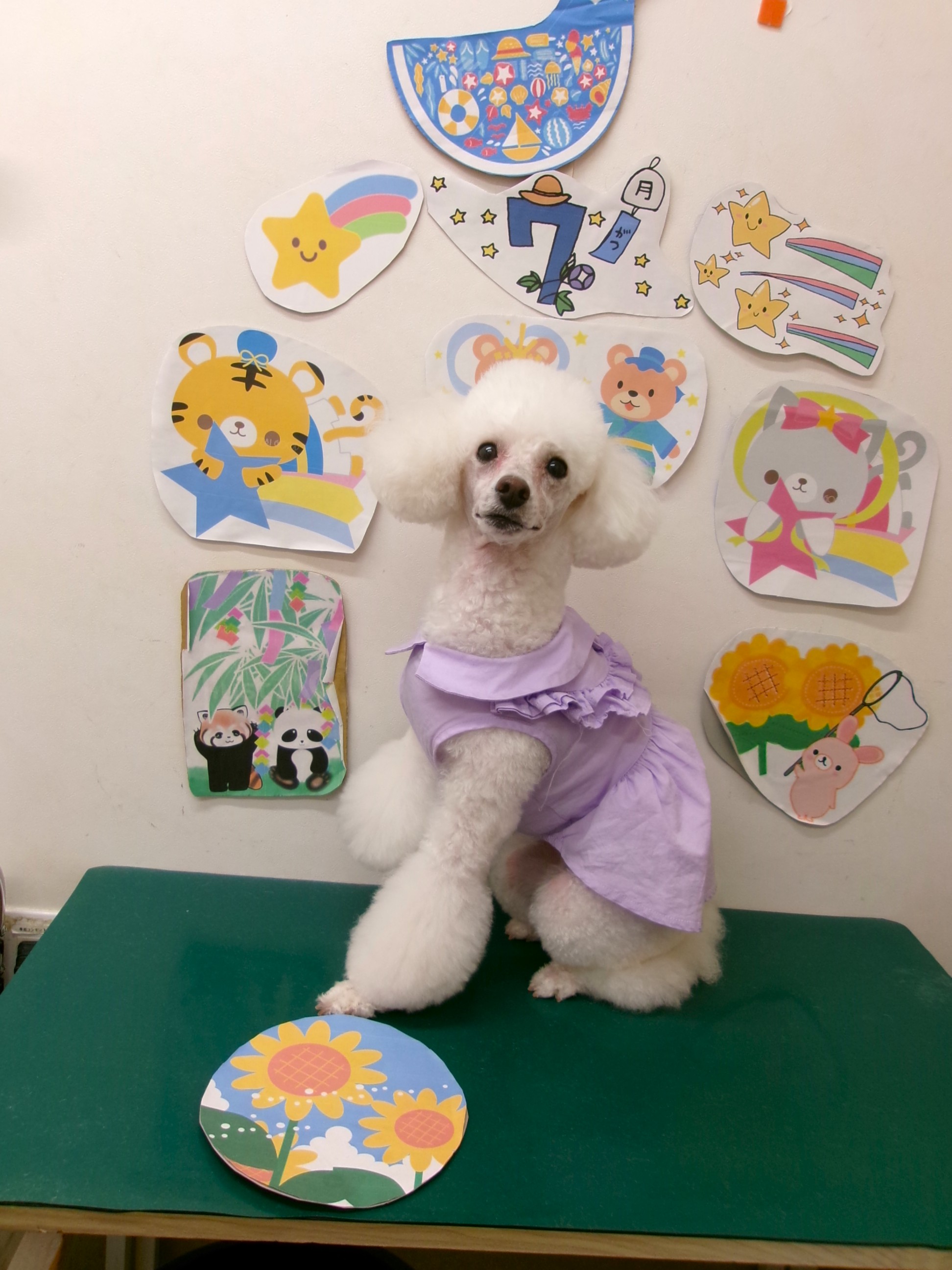 トリミングサロン シュシュどうぶつ病院のトリミングカット-10210の1枚目