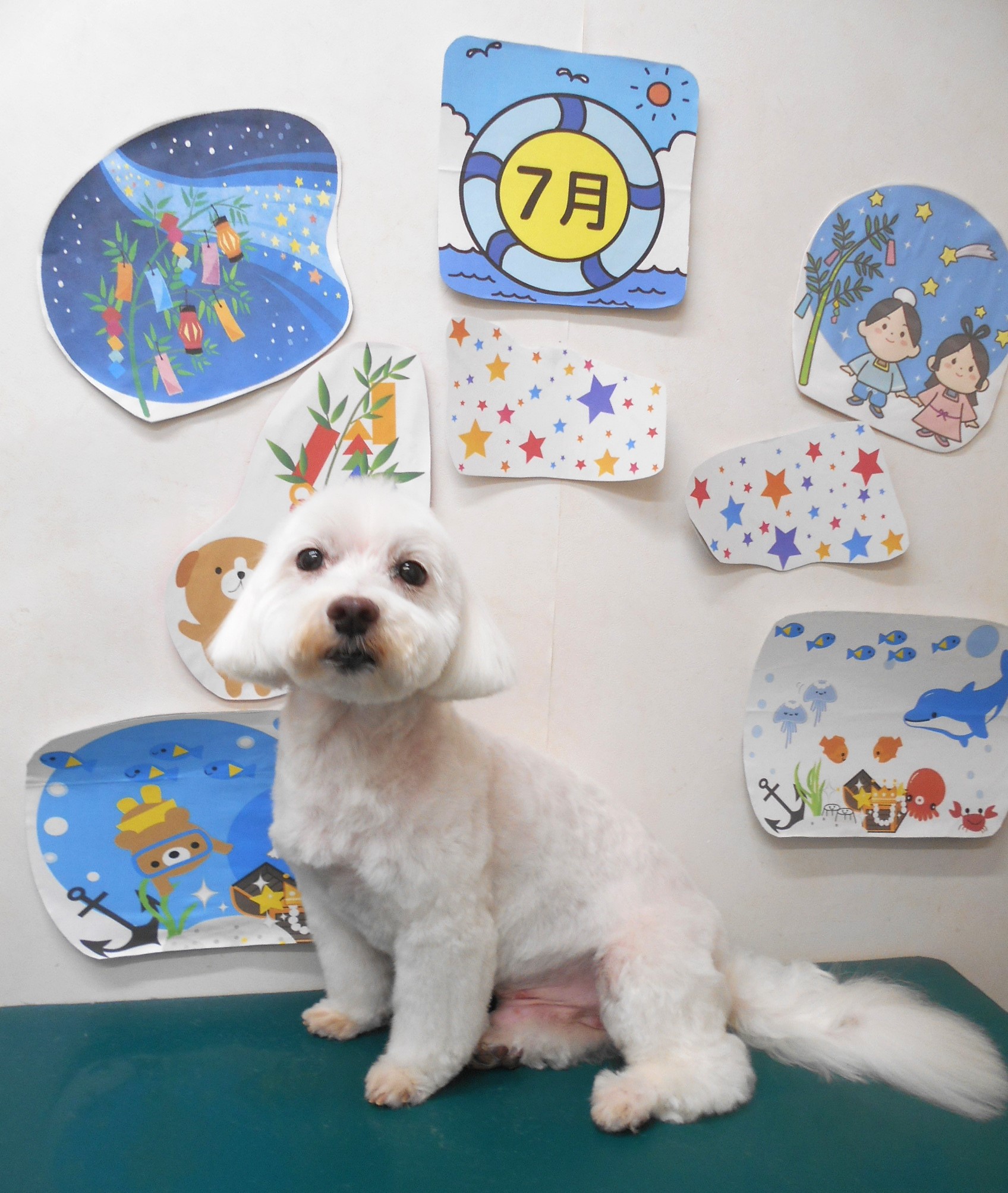 ミックス犬(その他)のトリミングカット シュシュどうぶつ病院の1枚目