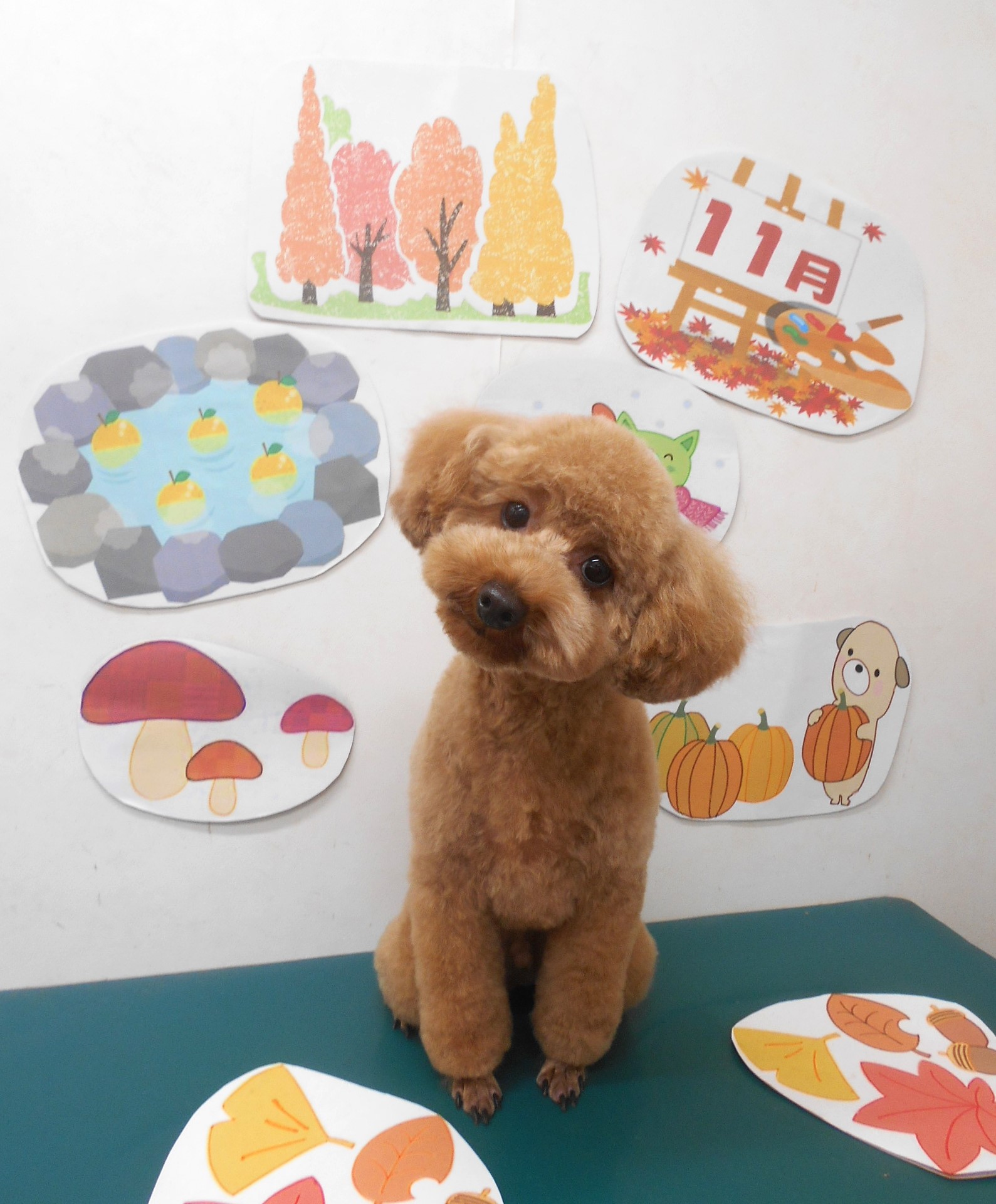 トイプードルのトリミングカット シュシュどうぶつ病院の1枚目