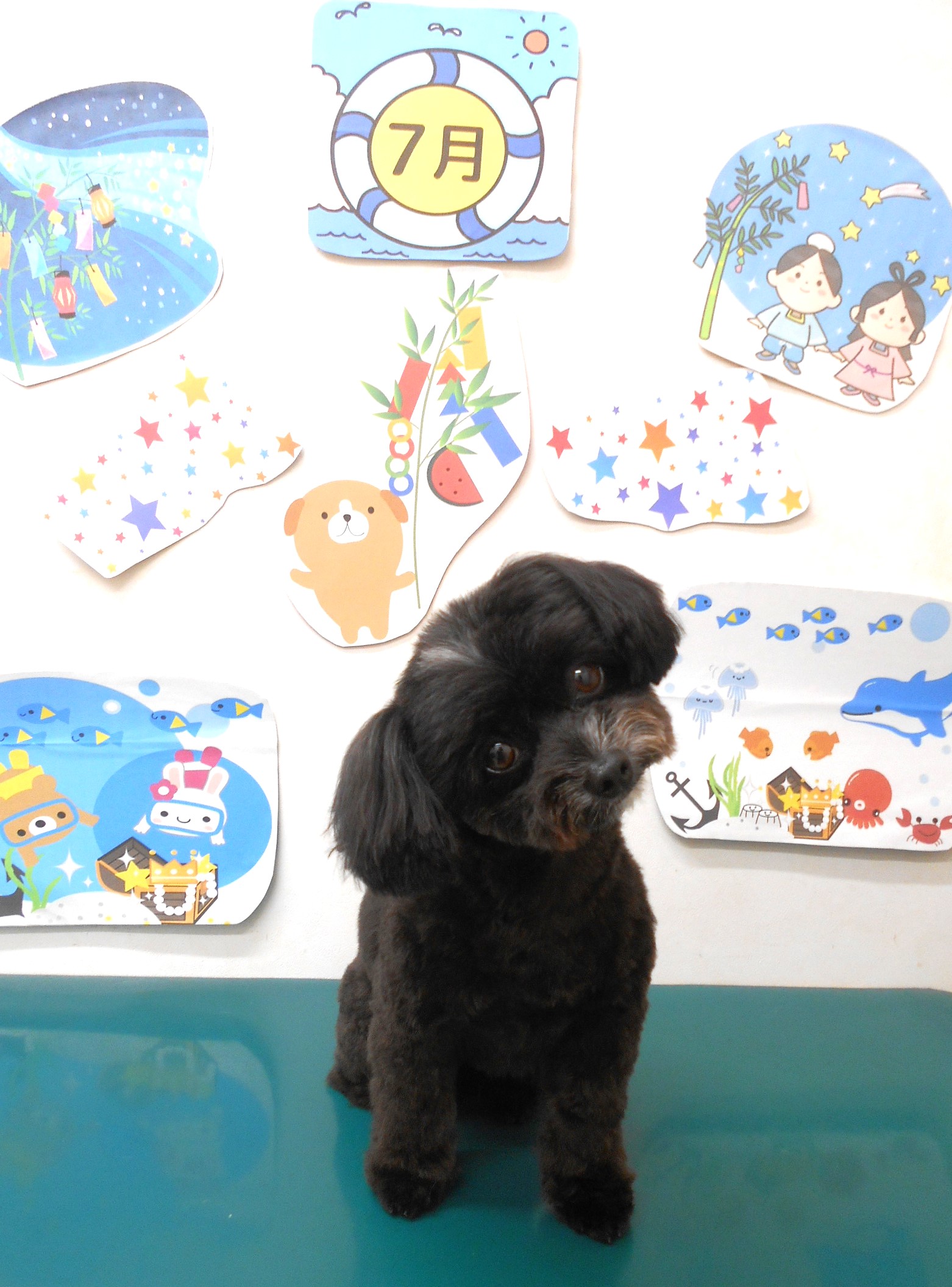 ミックス犬(その他)のトリミングカット シュシュどうぶつ病院の1枚目