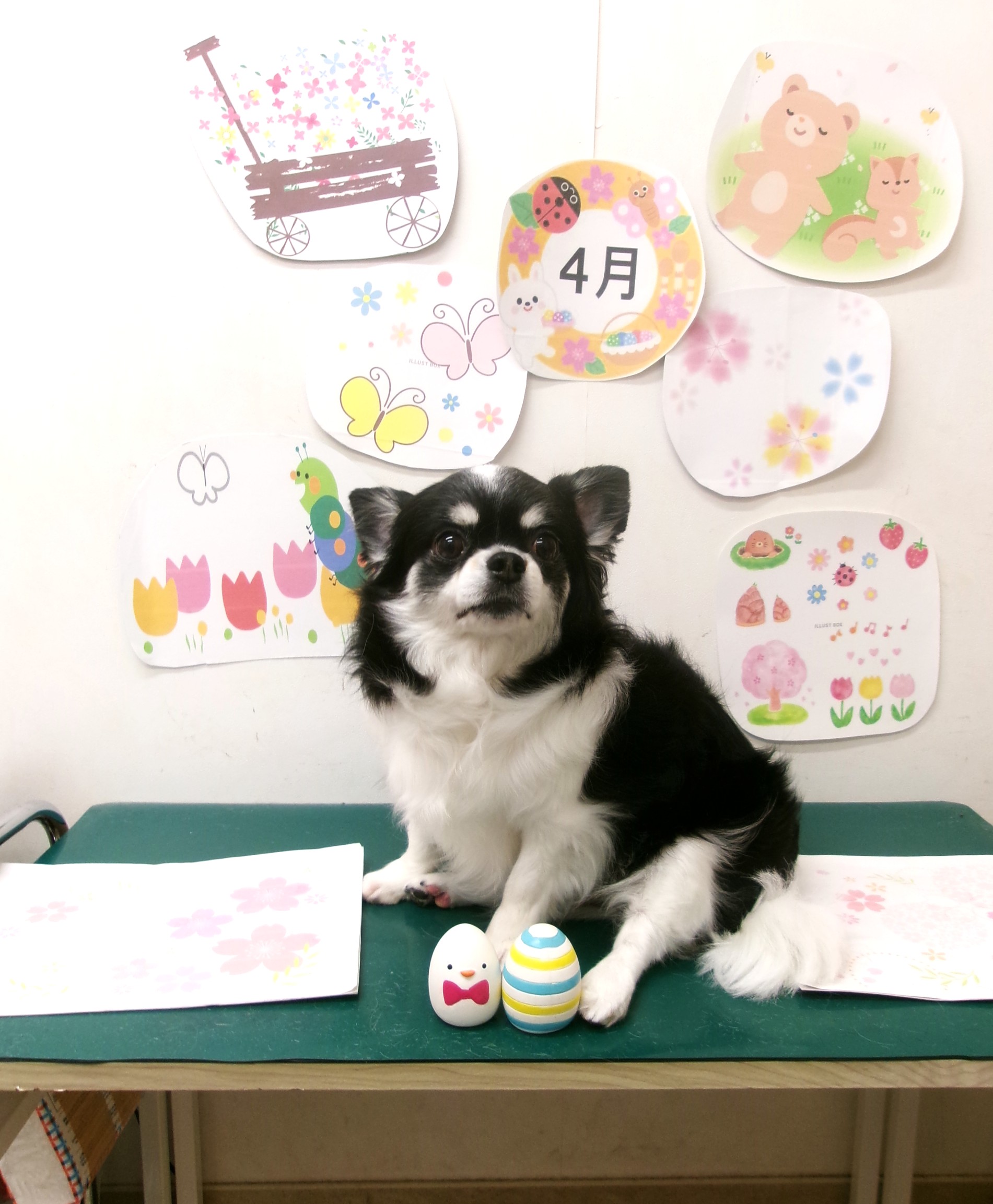 トリミングサロン シュシュどうぶつ病院のトリミングカット-9964の1枚目