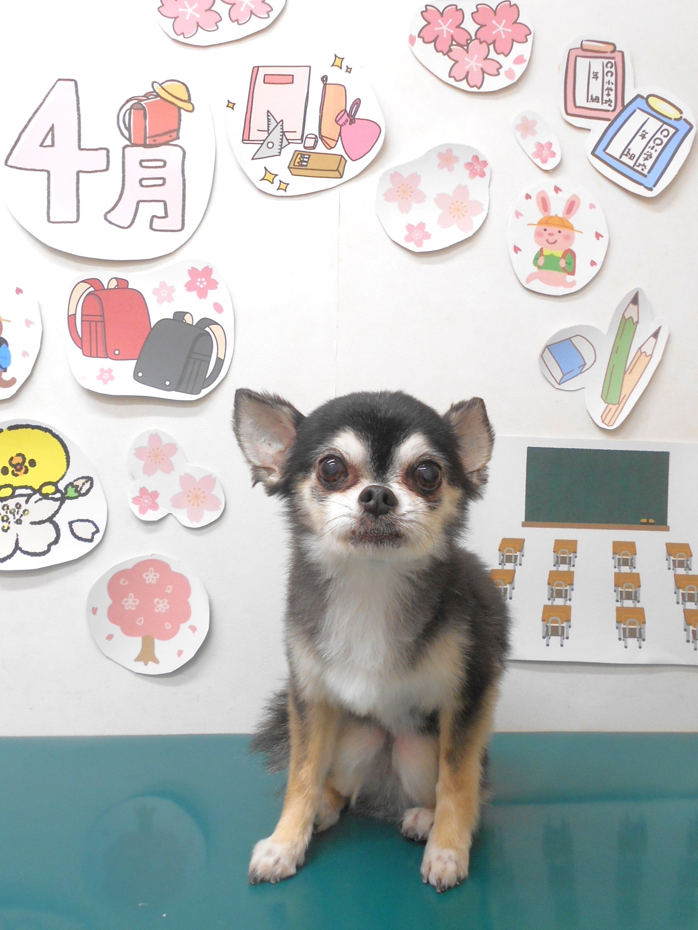 チワワのトリミングカット シュシュどうぶつ病院の1枚目