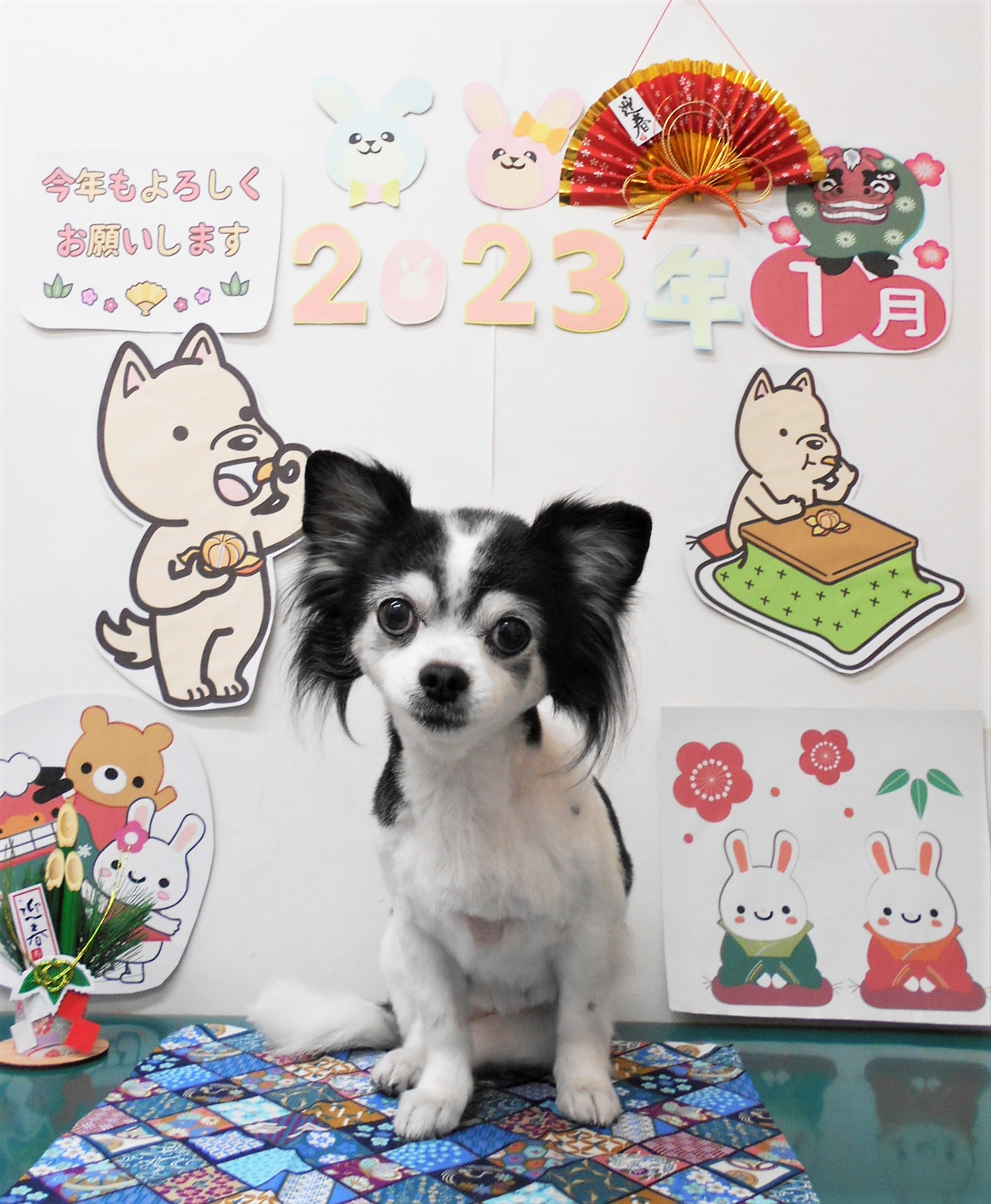 チワワのトリミングカット シュシュどうぶつ病院の1枚目