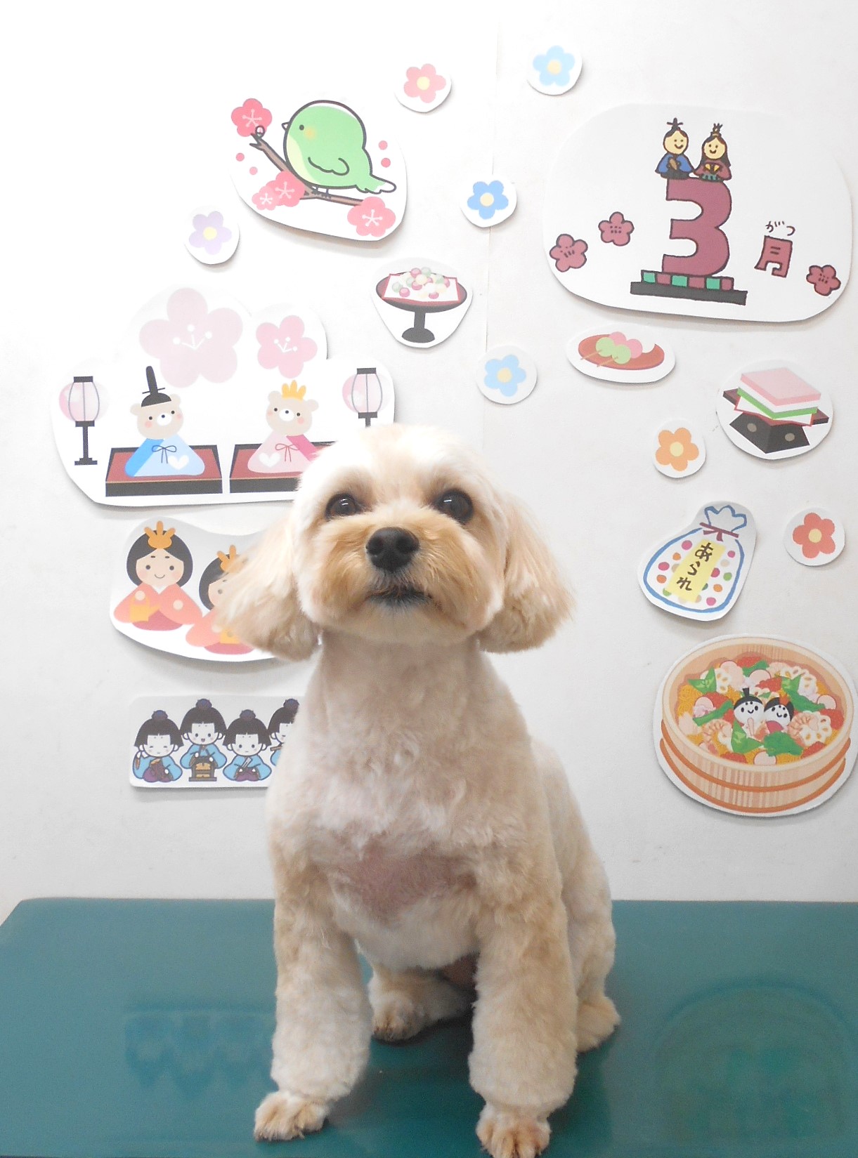 ミックス犬(その他)のトリミングカット シュシュどうぶつ病院の1枚目