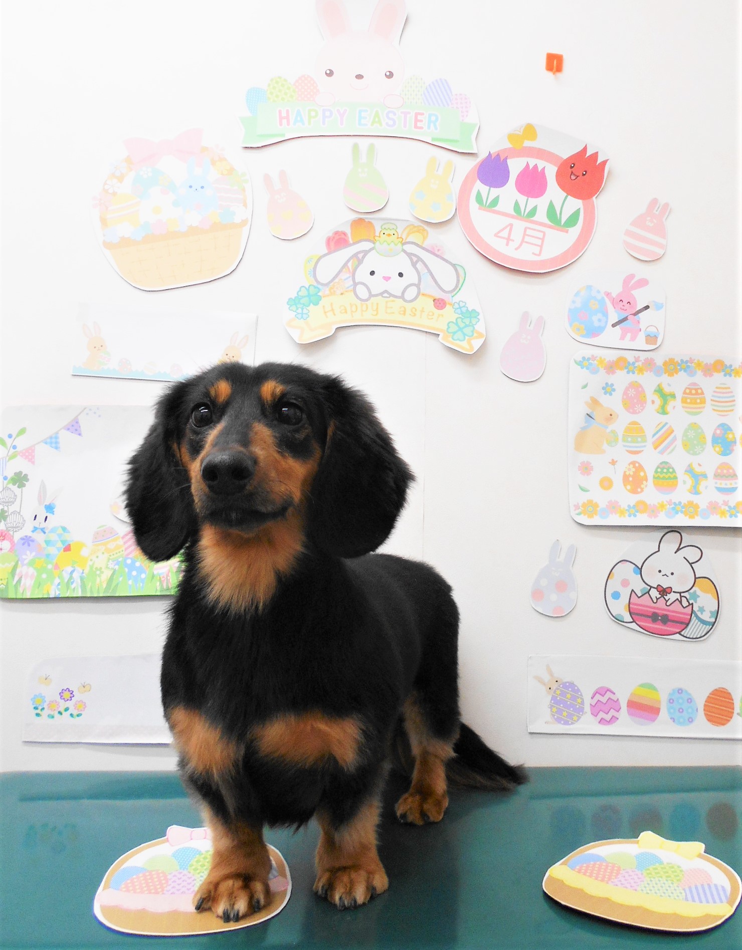 ミニチュアダックスフンドのトリミングカット シュシュどうぶつ病院の1枚目