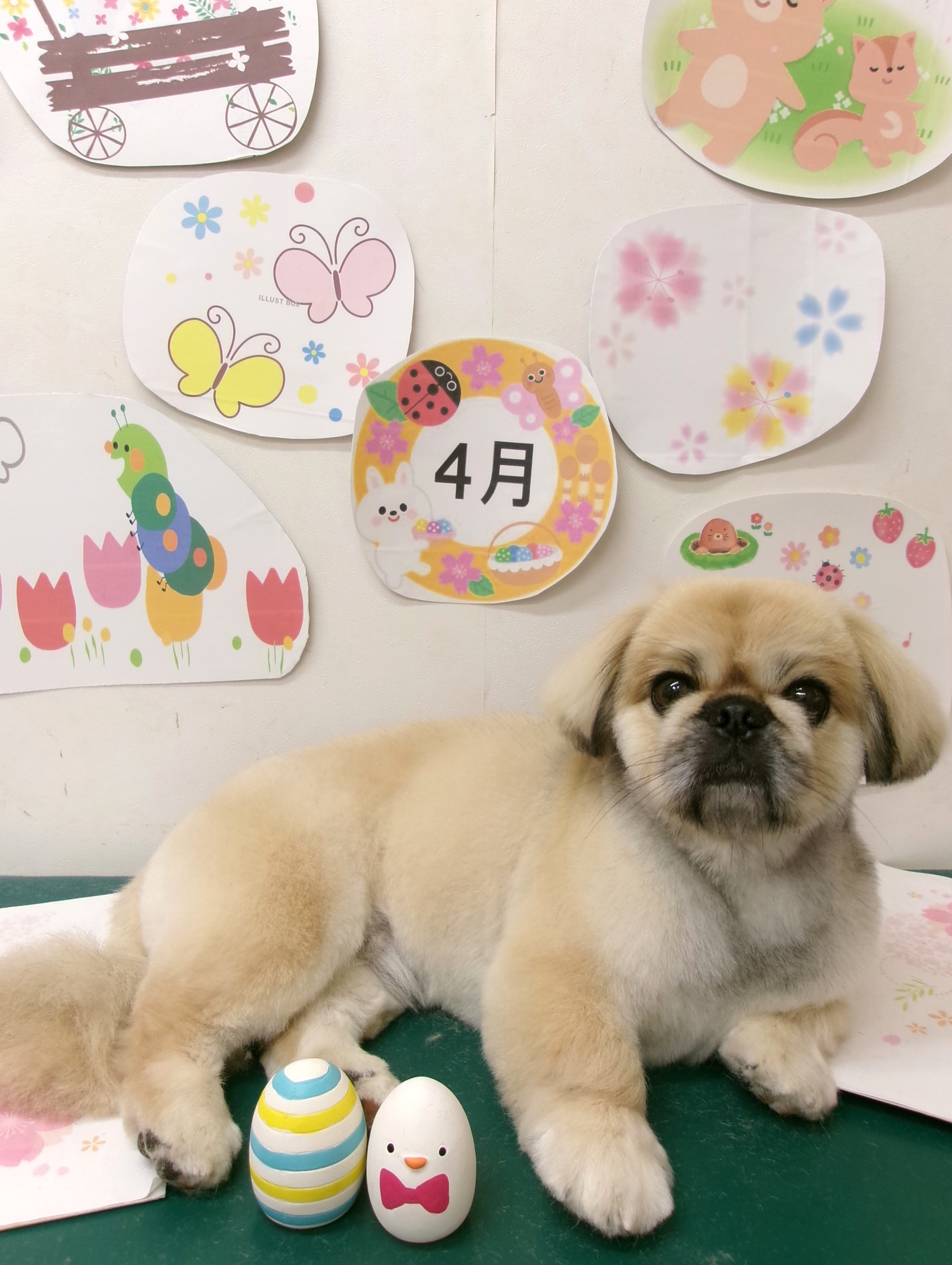トリミングサロン シュシュどうぶつ病院のトリミングカット-9961の1枚目