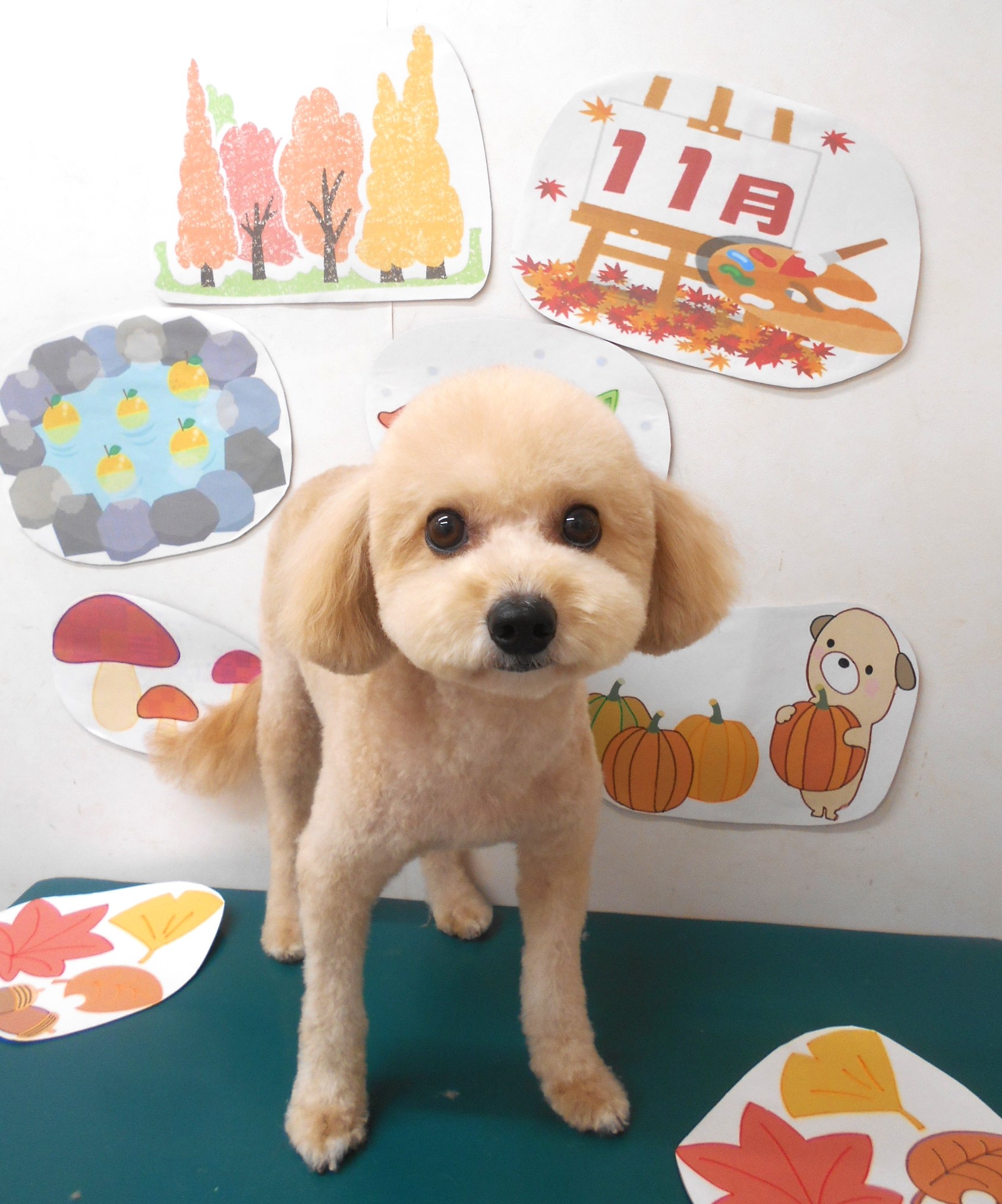 ミックス犬(その他)のトリミングカット シュシュどうぶつ病院の1枚目
