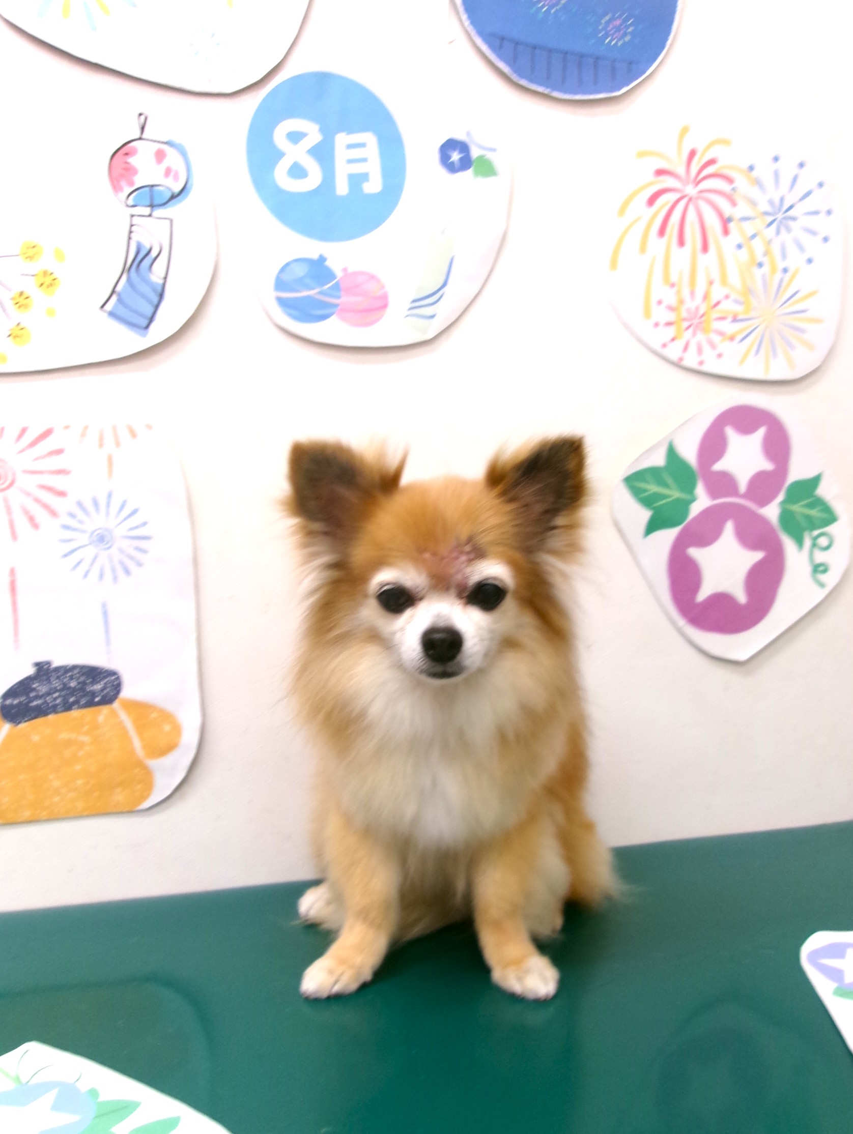 トリミングサロン シュシュどうぶつ病院のトリミングカット-10323の1枚目