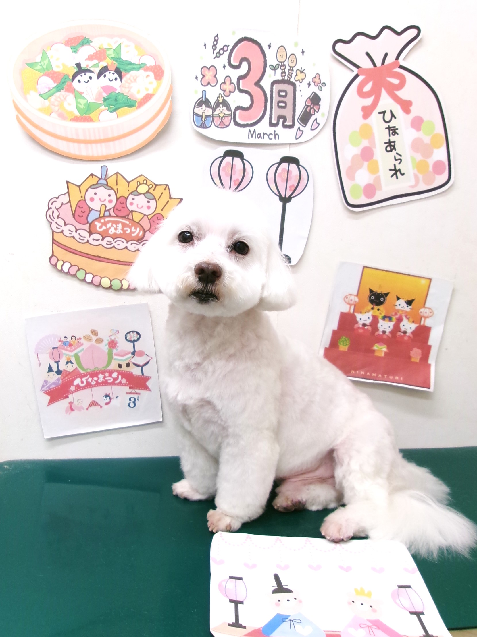 トリミングサロン シュシュどうぶつ病院のトリミングカット-9898の1枚目