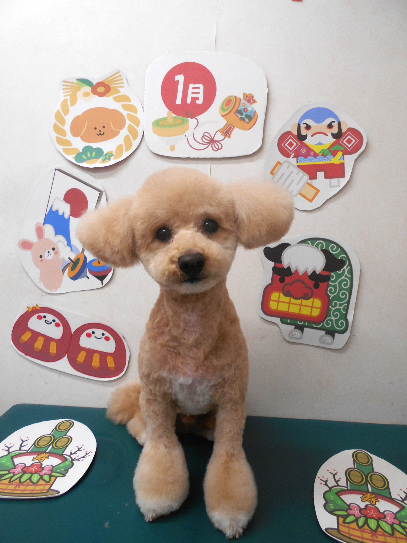 トリミングサロン シュシュどうぶつ病院のトリミングカット-9689の1枚目