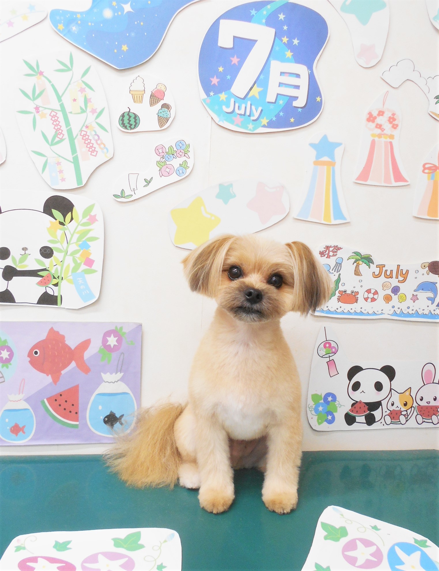 ミックス犬(その他)のトリミングカット シュシュどうぶつ病院の1枚目