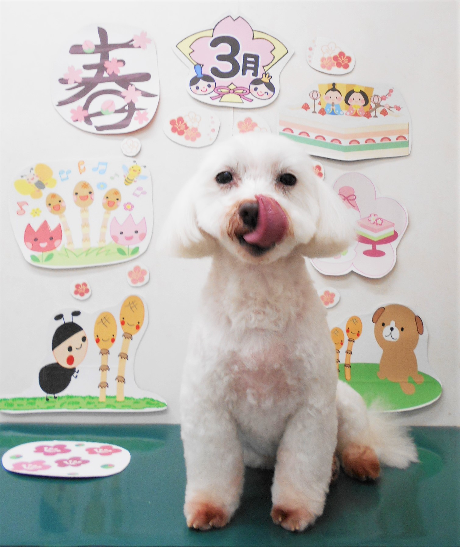 ミックス犬(その他)のトリミングカット シュシュどうぶつ病院の1枚目
