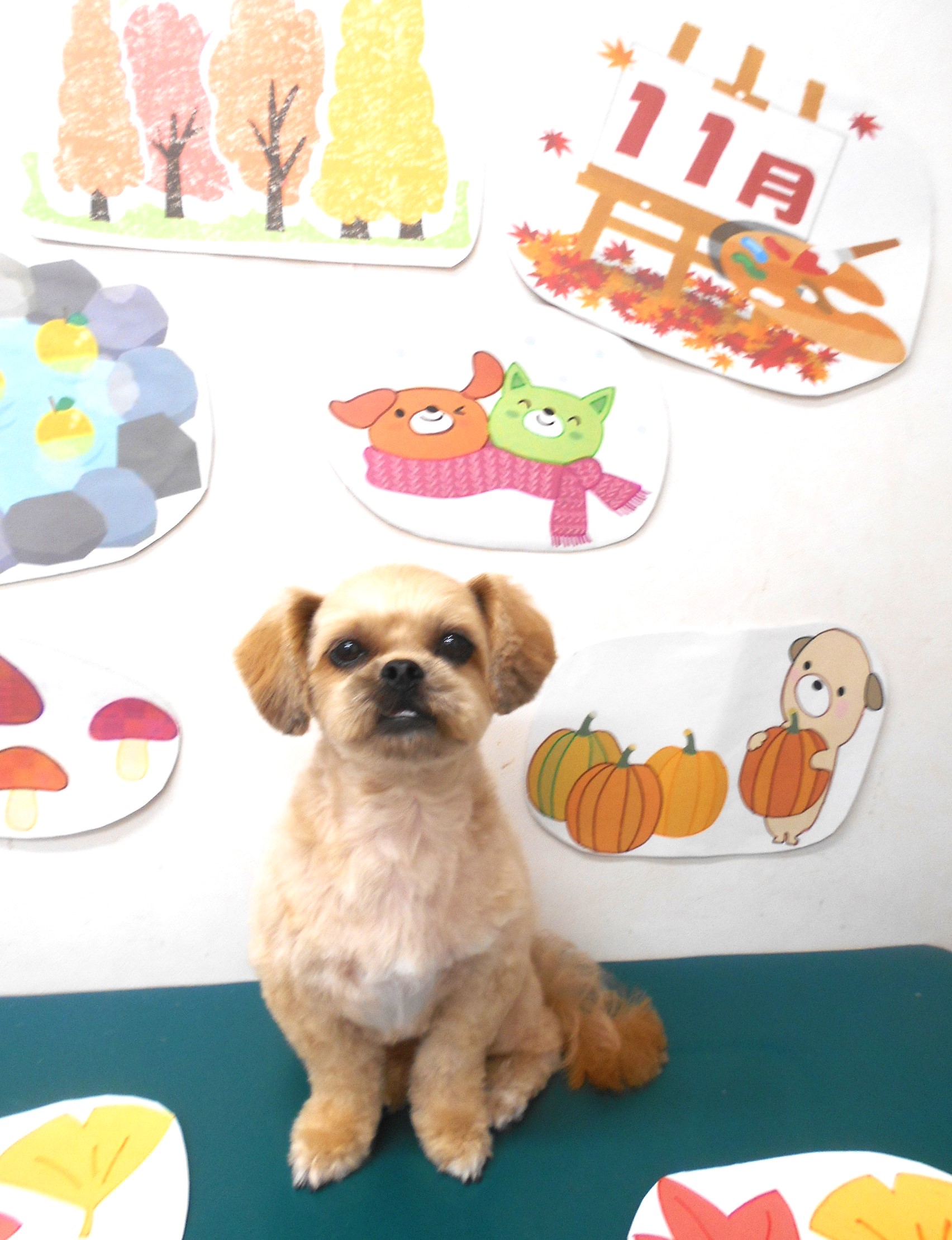 ミックス犬(その他)のトリミングカット シュシュどうぶつ病院の1枚目