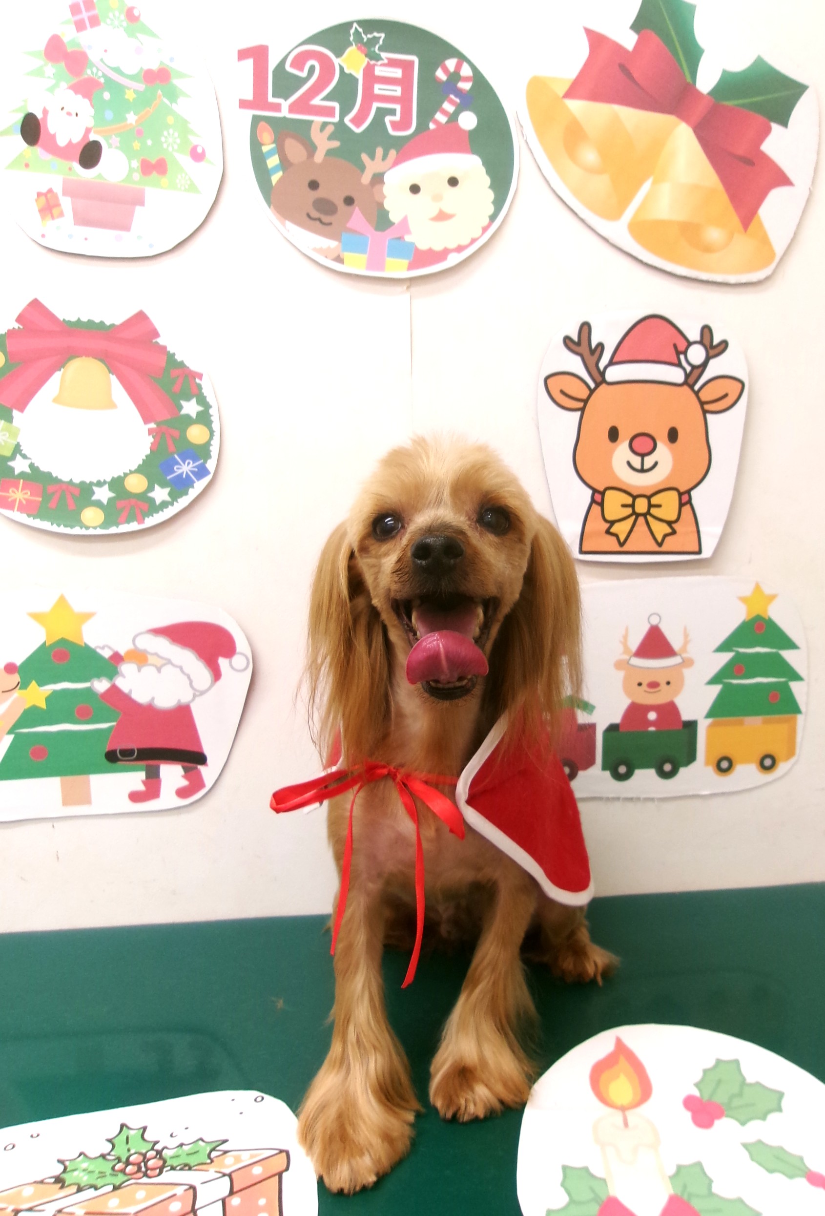 カット例 - シュシュどうぶつ病院