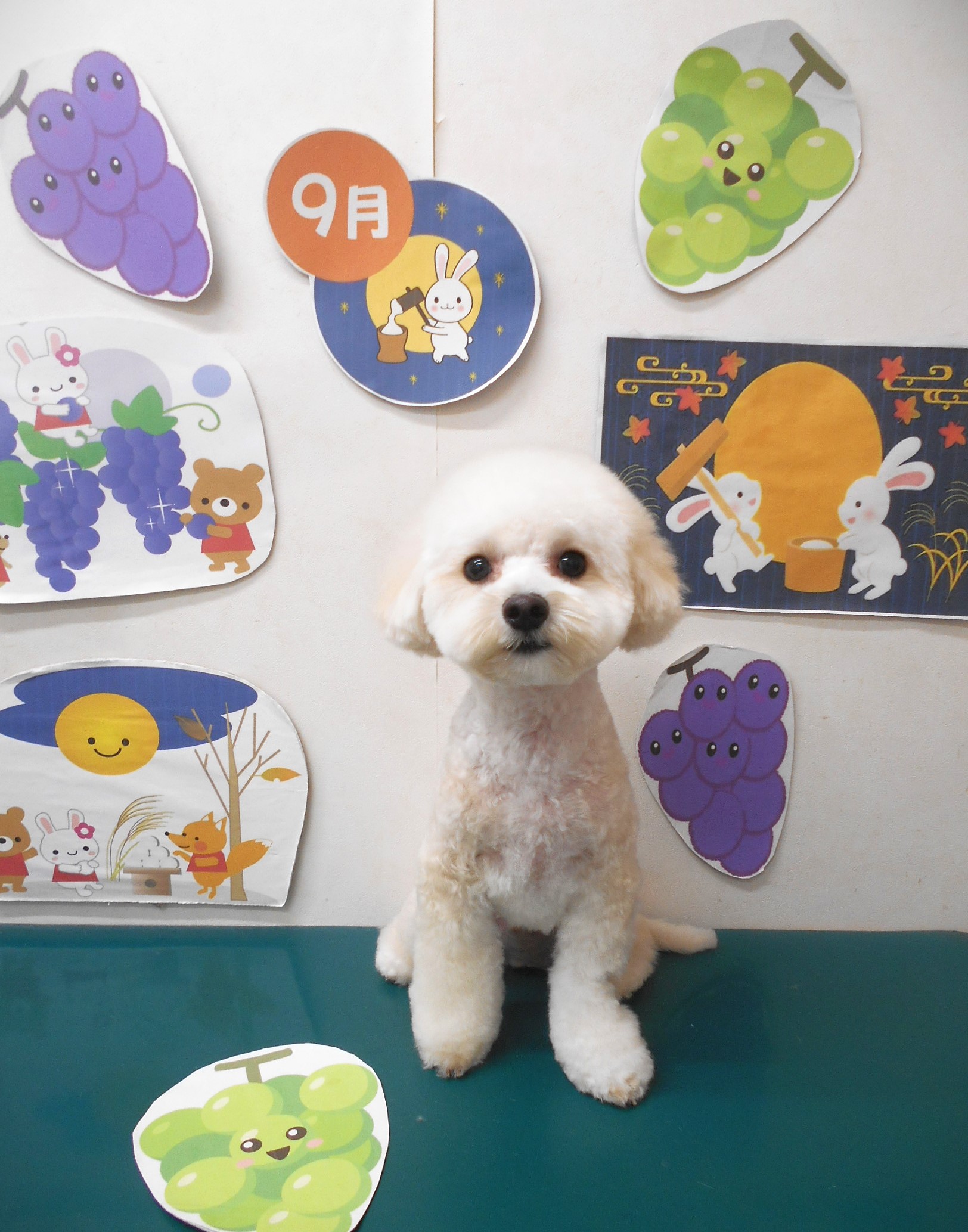 ミックス犬(その他)のトリミングカット シュシュどうぶつ病院の1枚目
