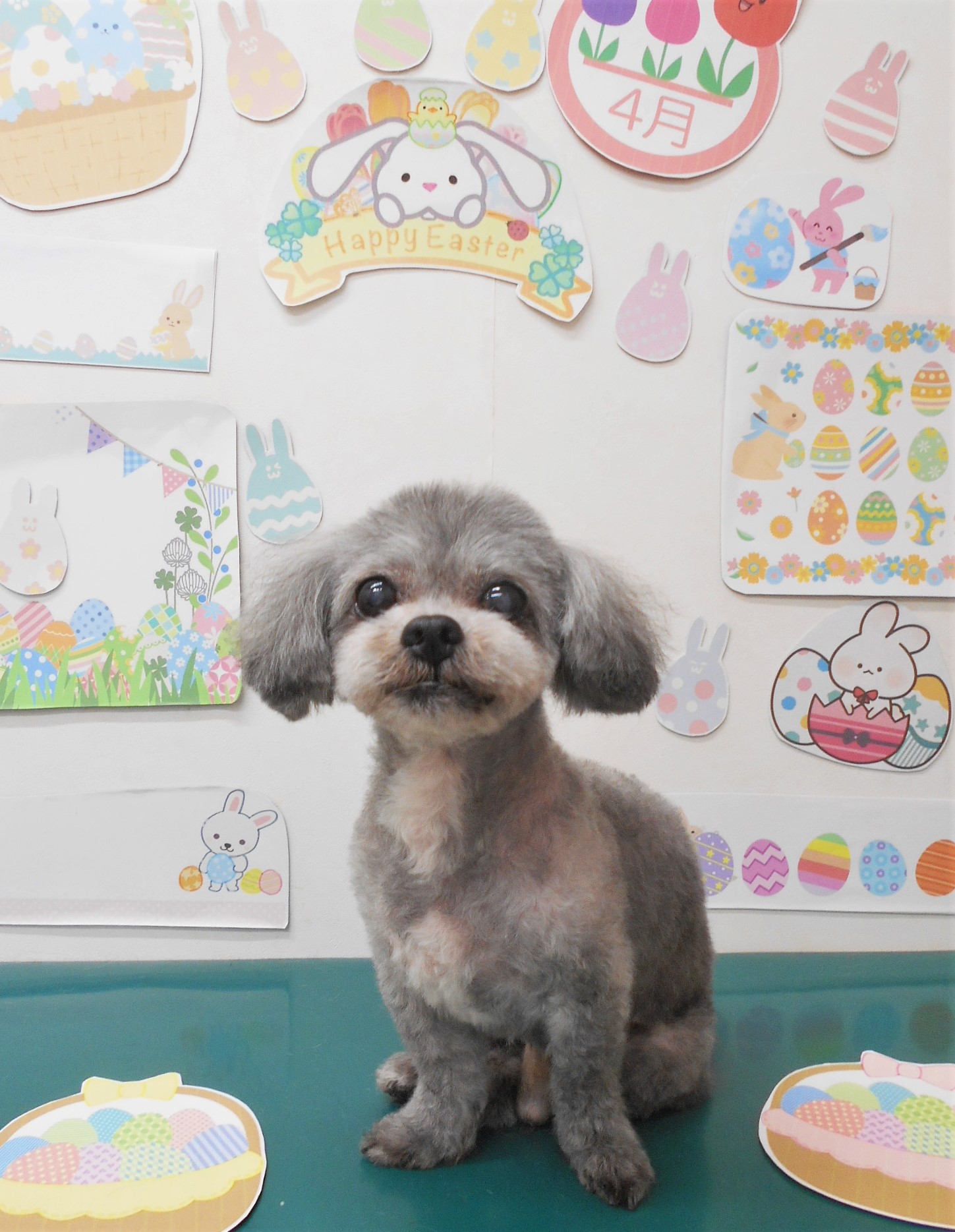 ミックス犬(その他)のトリミングカット シュシュどうぶつ病院の1枚目